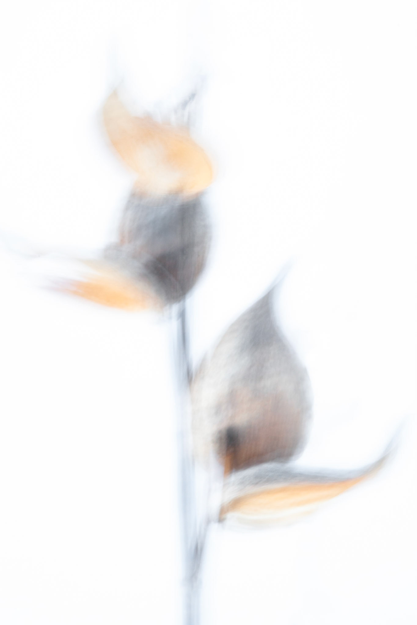 Milkweed Pods
