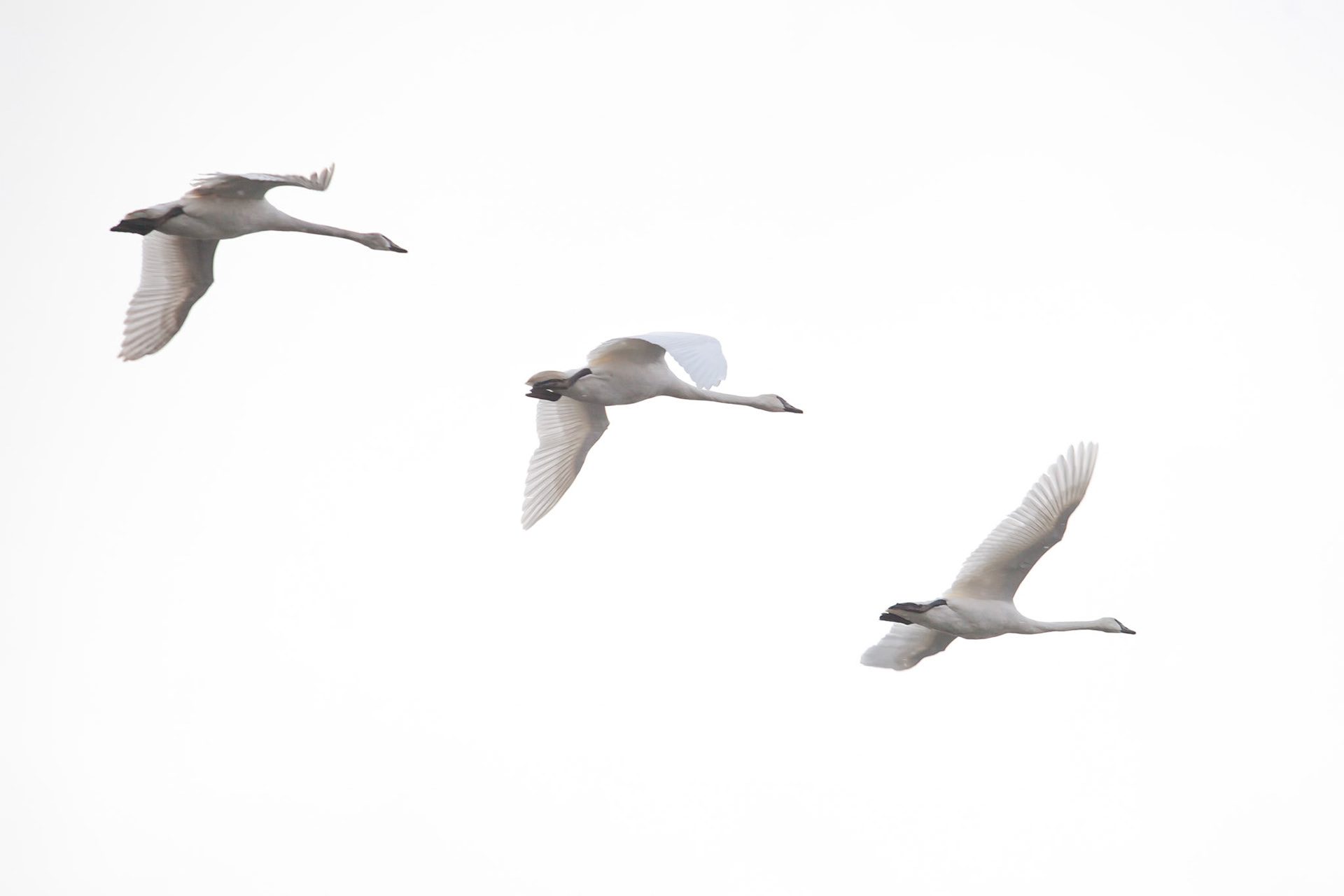 Trumpeter Swans