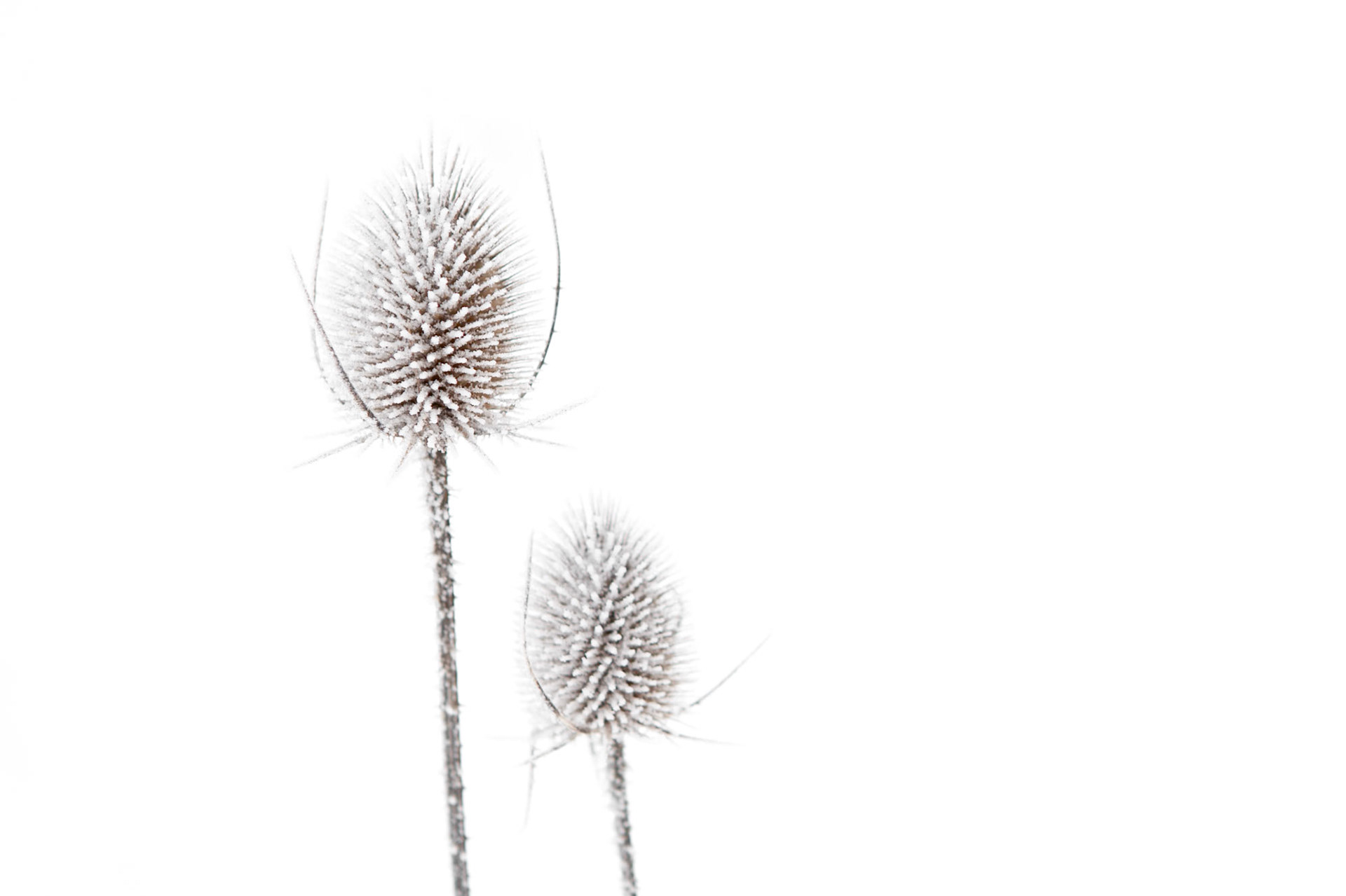 Teasels