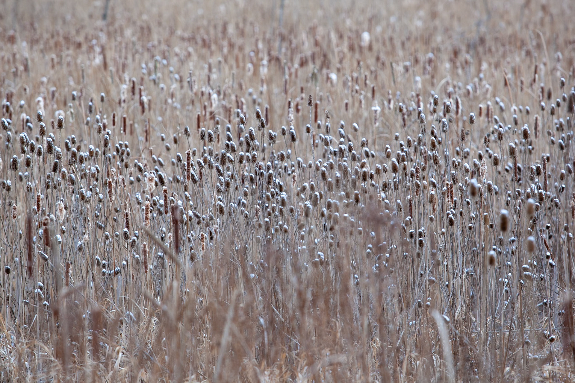 Teasels