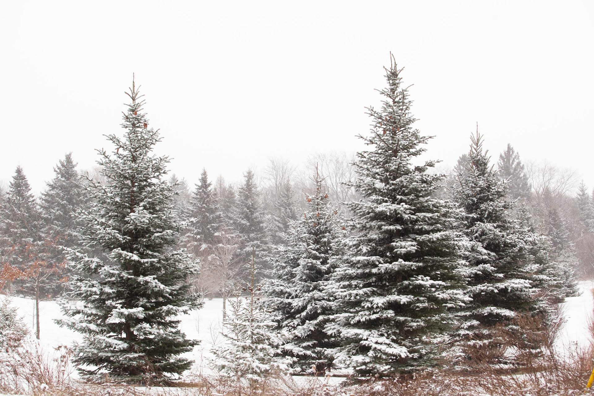 Winter Trees