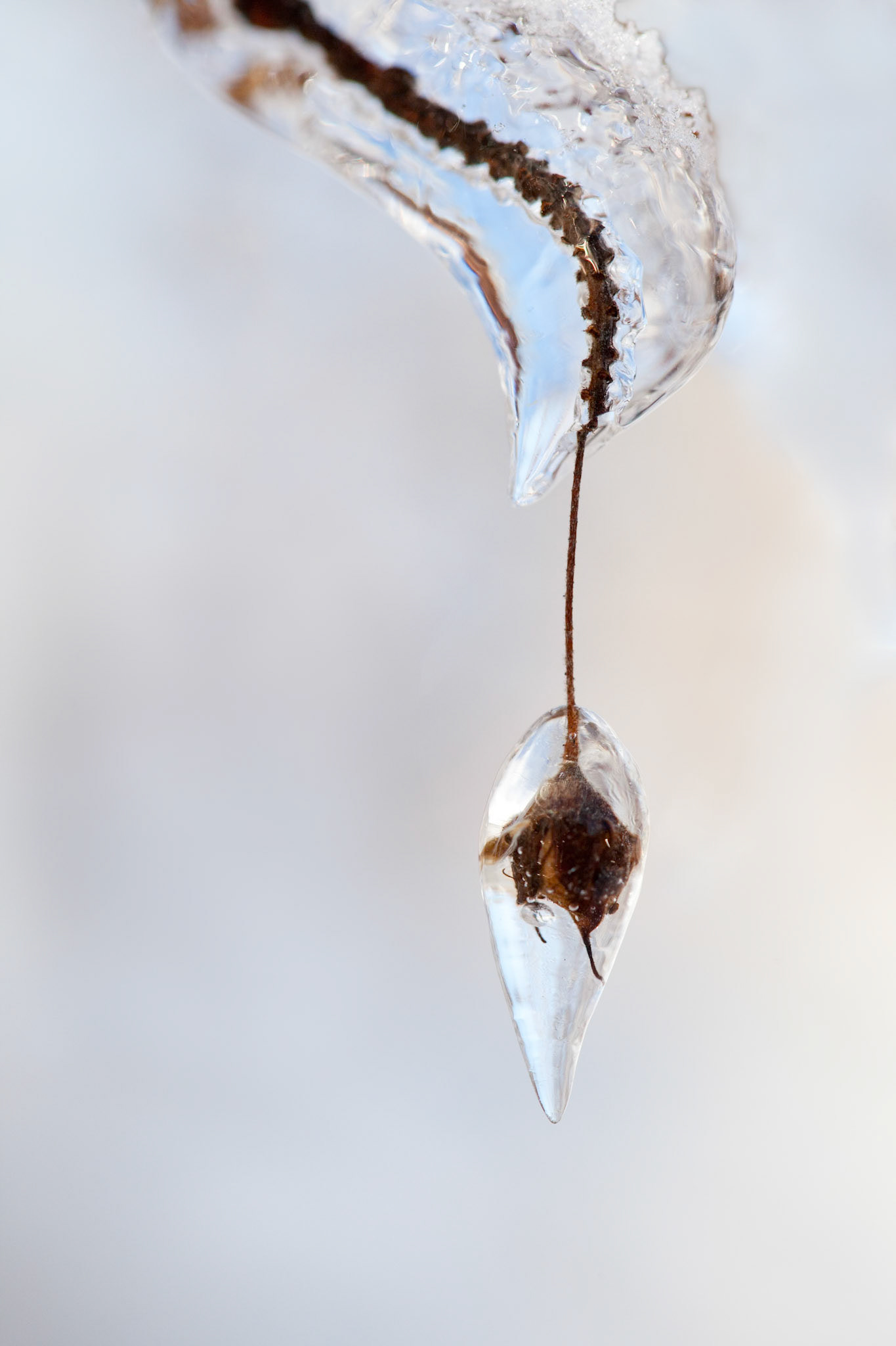 Winter's Tear