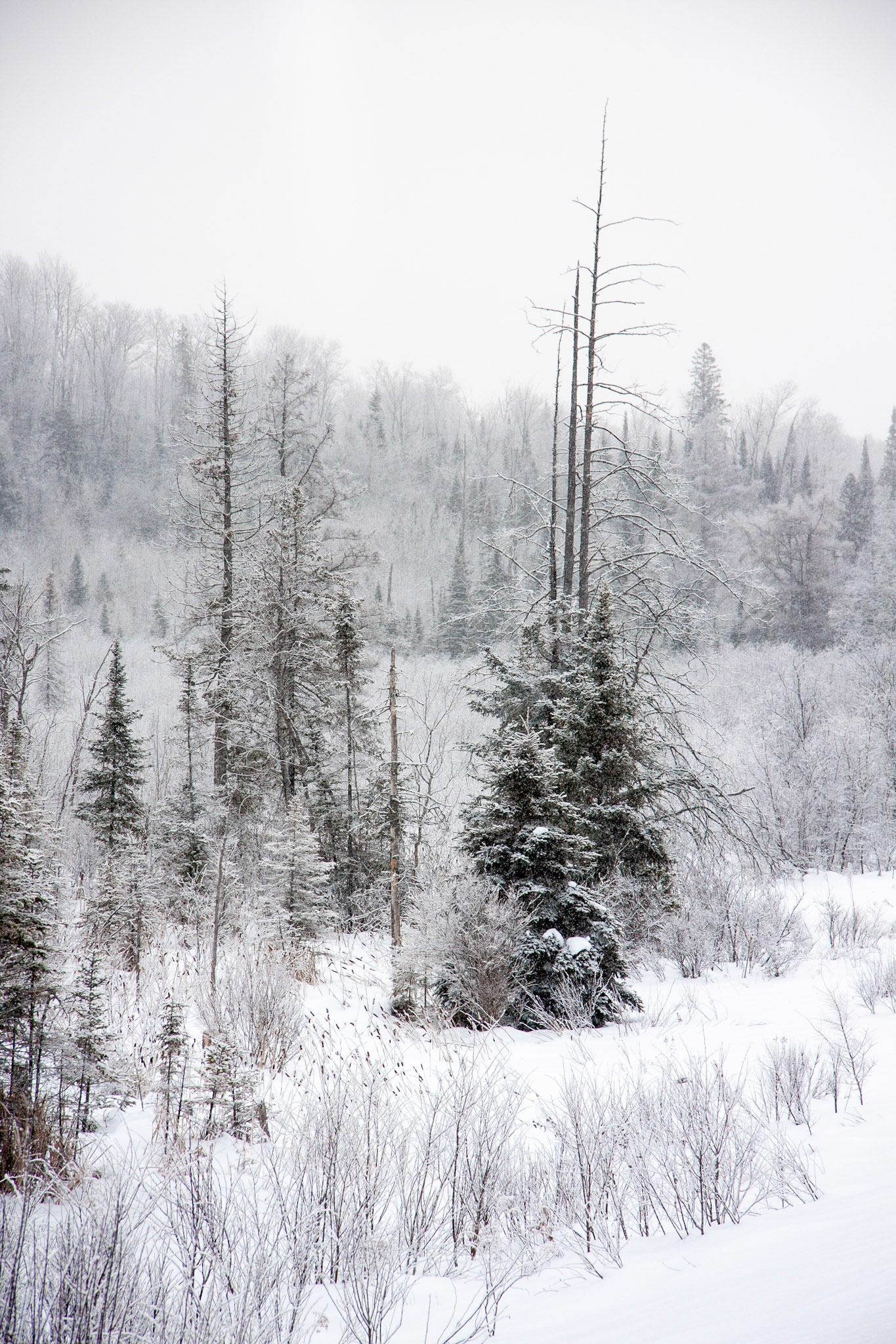 Winter Trees