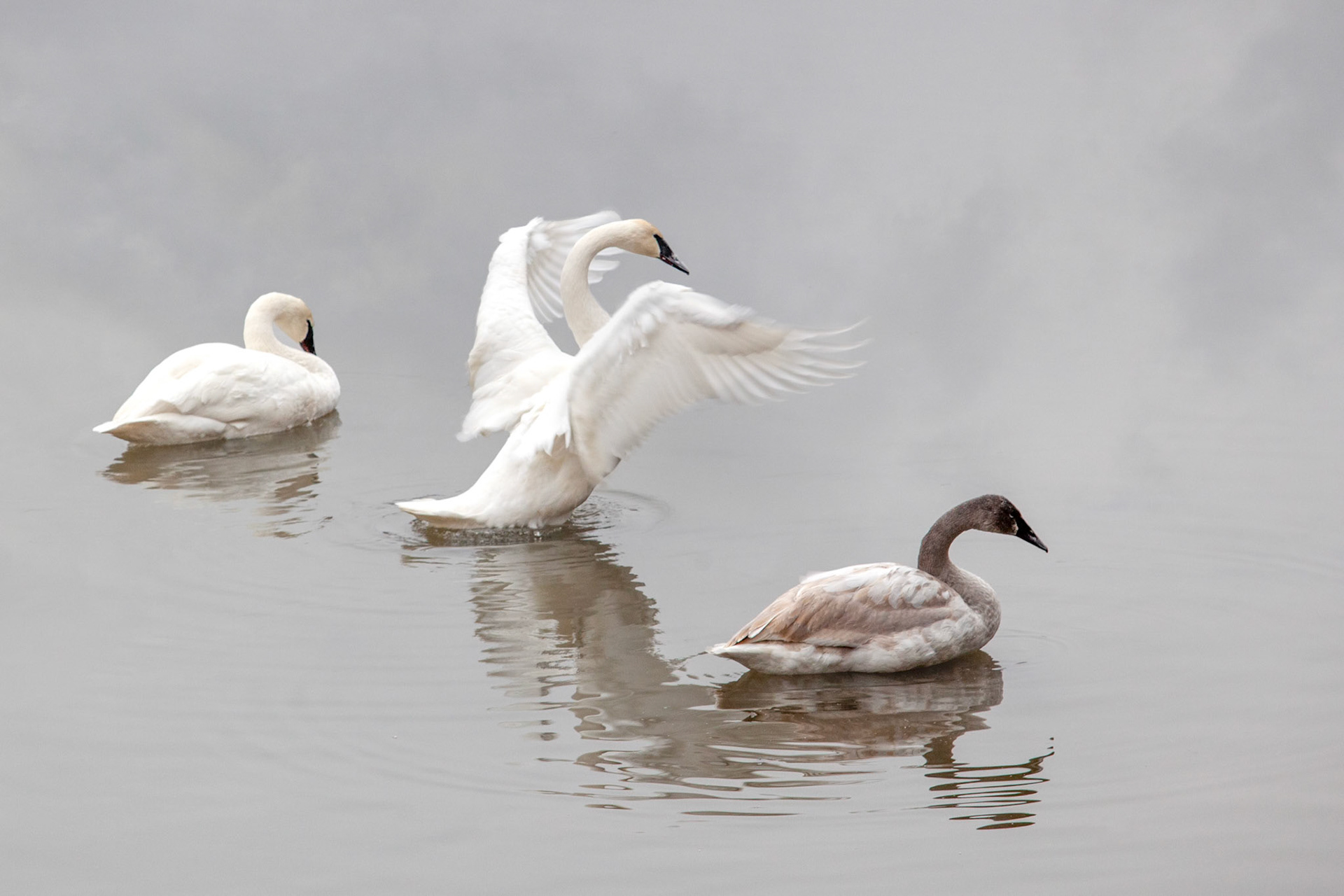 Swan Family