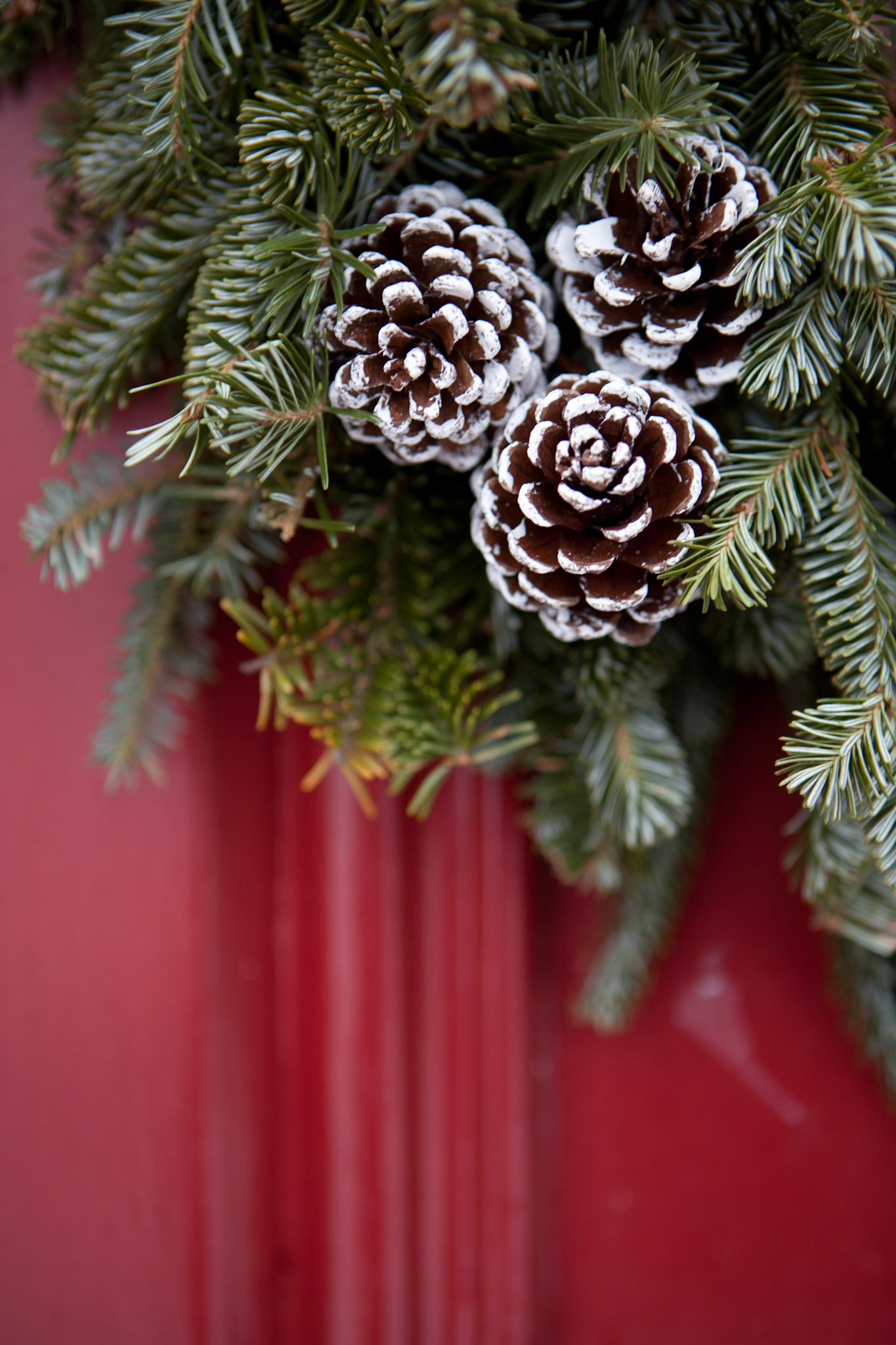 PineCones