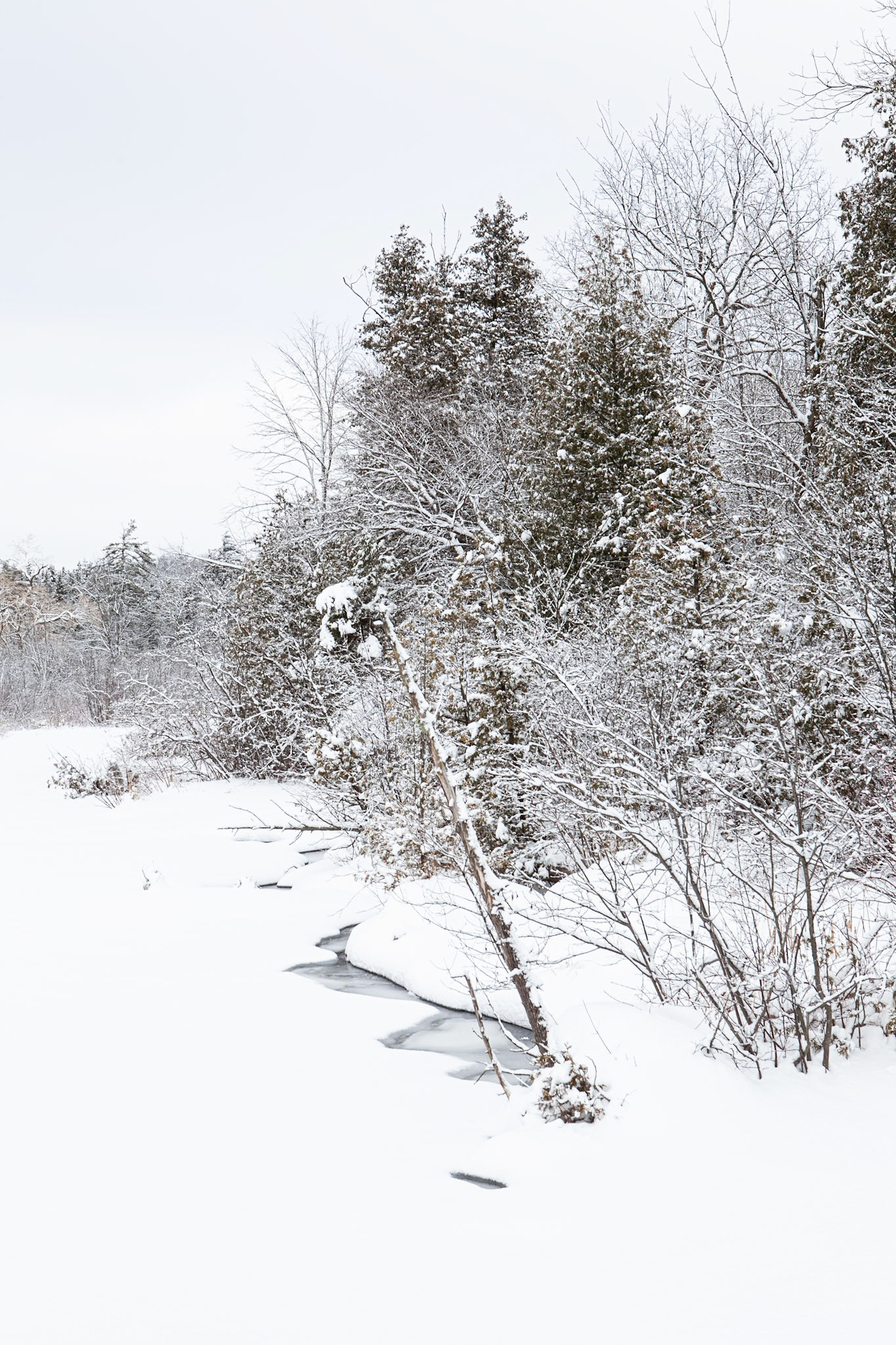 Snowy Day