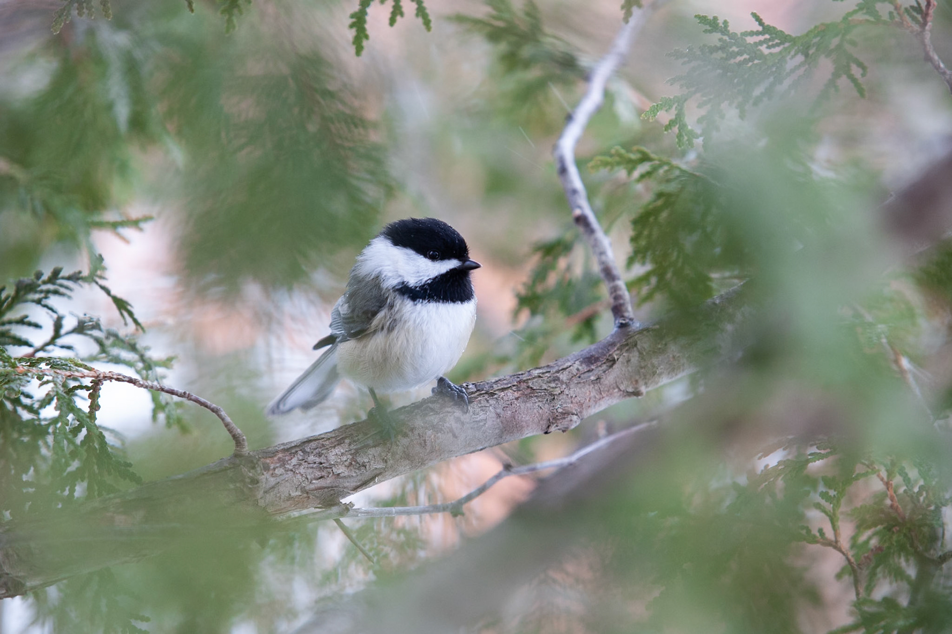 Chickadee