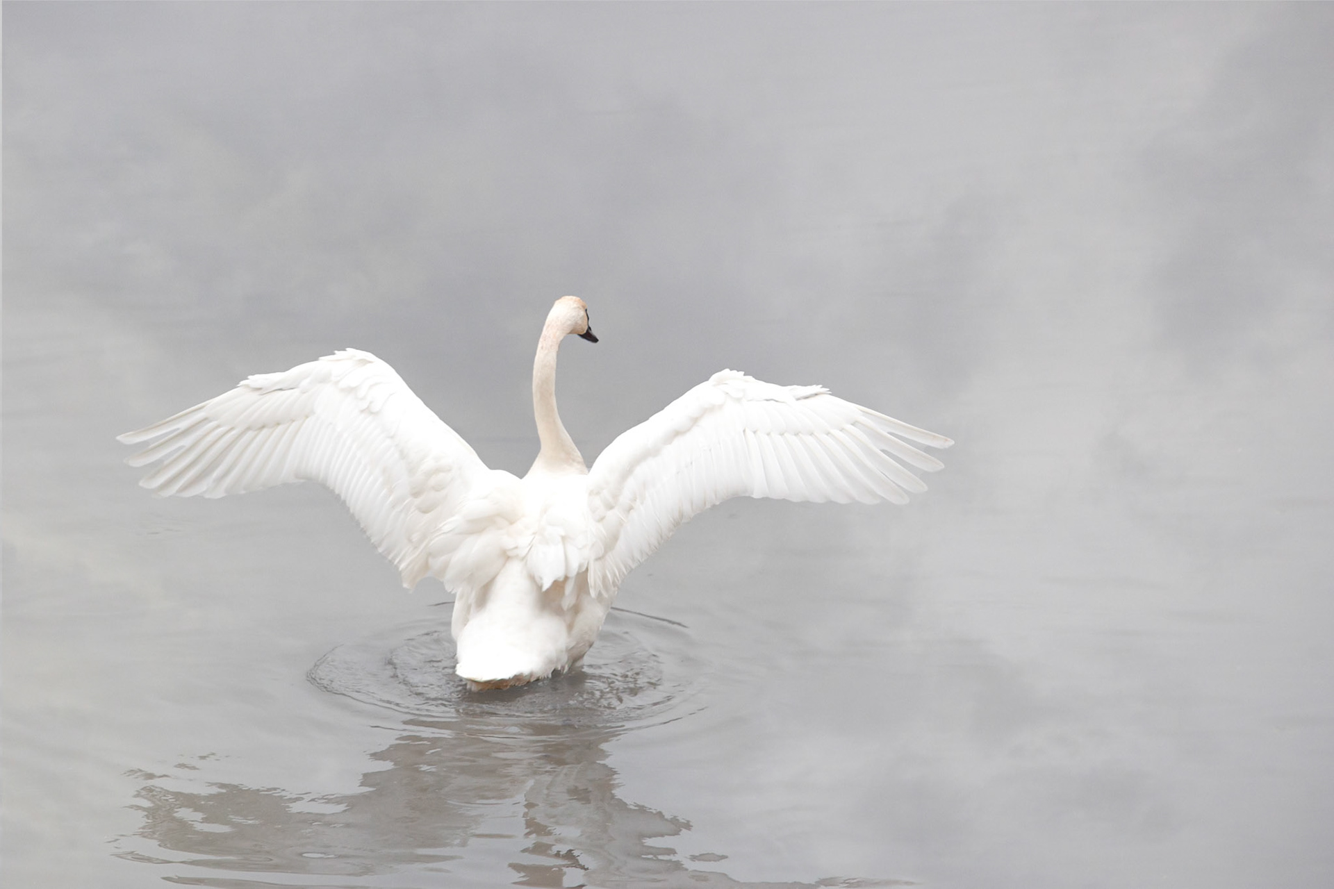 Swan