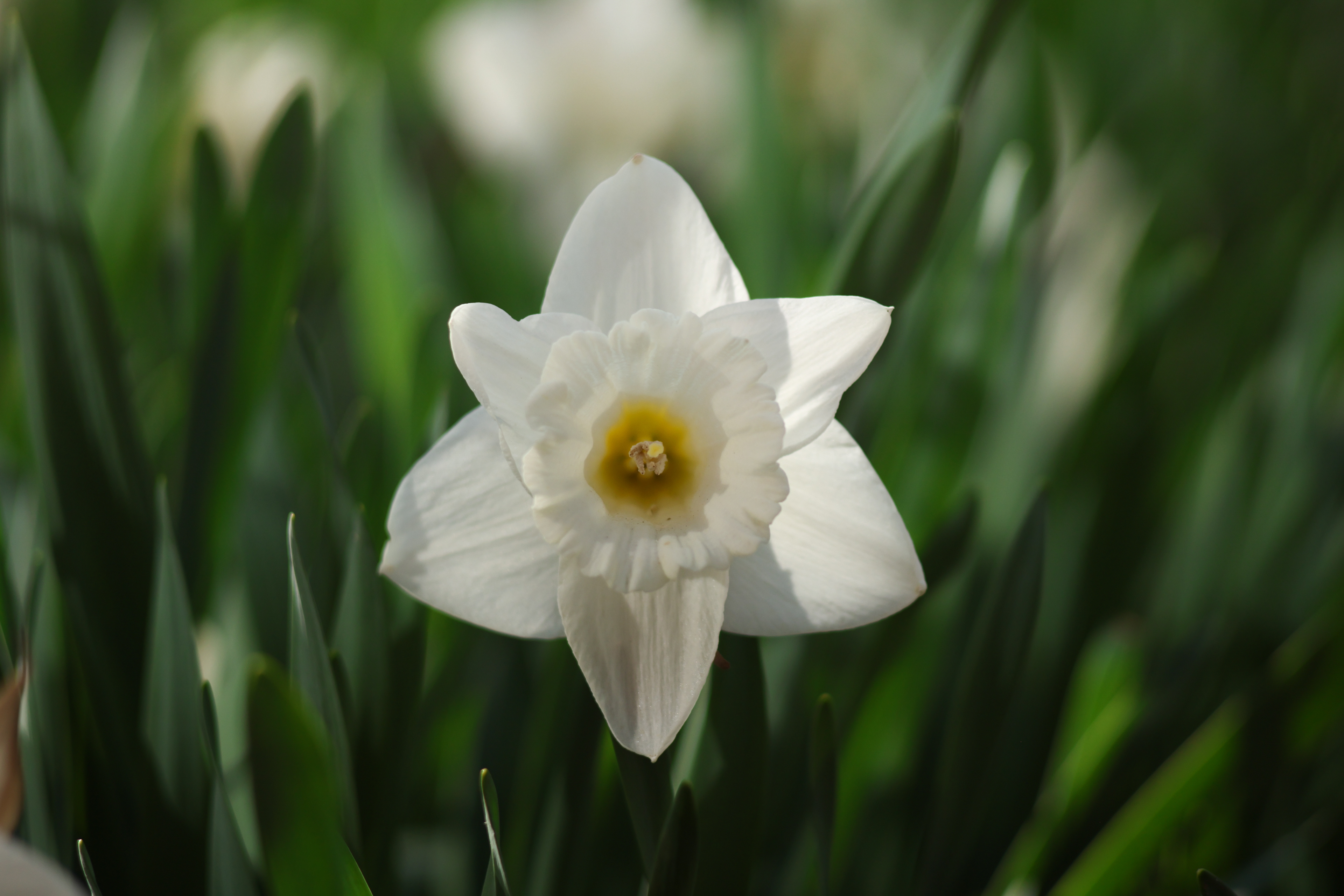 A daffodil stands on Thursday, April 24, 2025 in University Park, Pa.