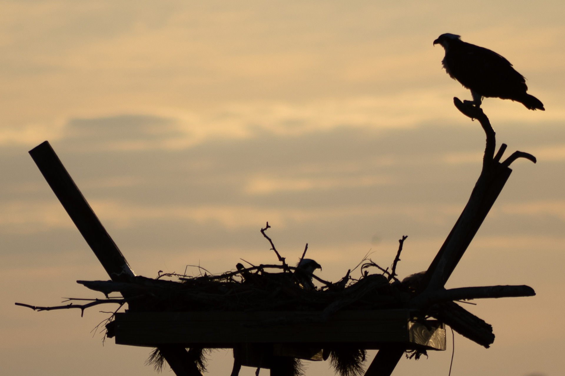 Two Ospreys nest together on Tuesday, May 20, 2025 in Lido Beach, NY.