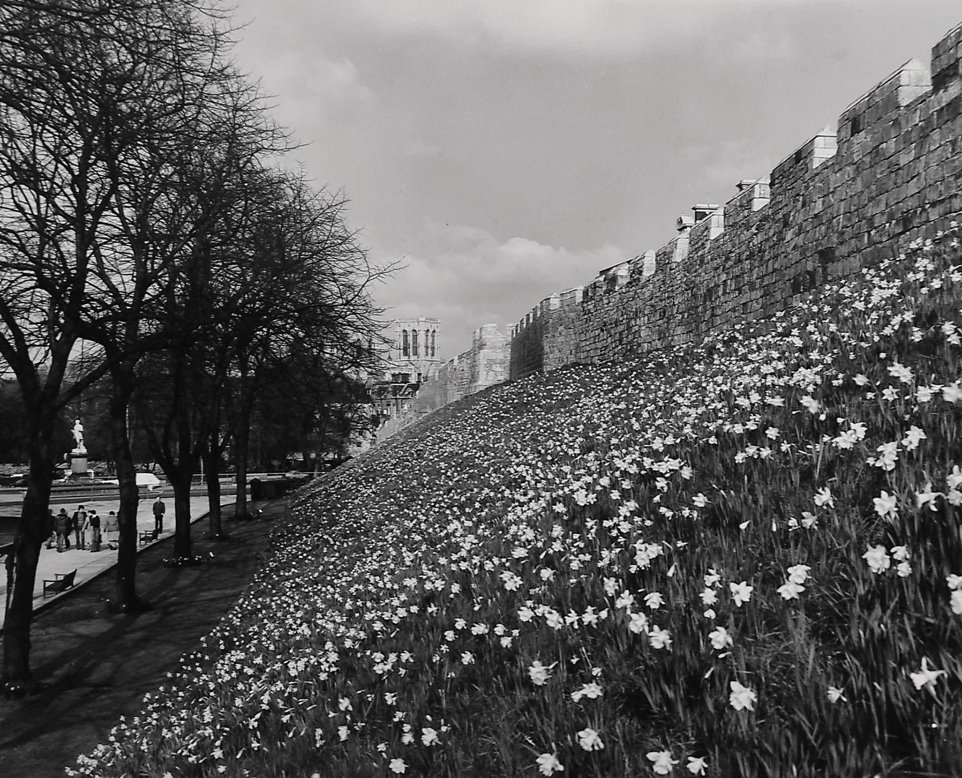 A F Kersting : Daffodils on the City Walls 4/4/1978
