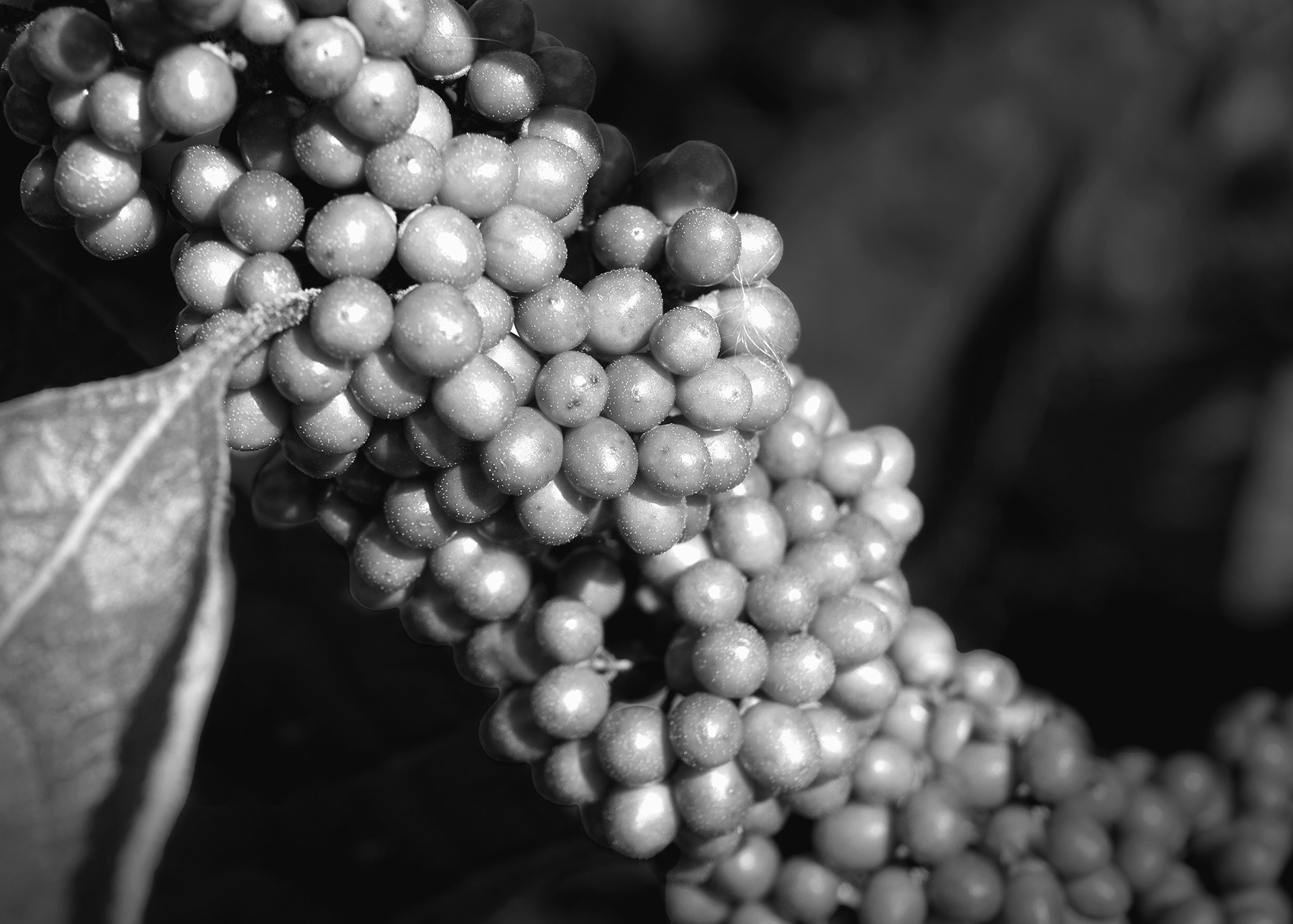 Editing Tutorial (Photoshop, photography) - Berries shot close up (B&W)