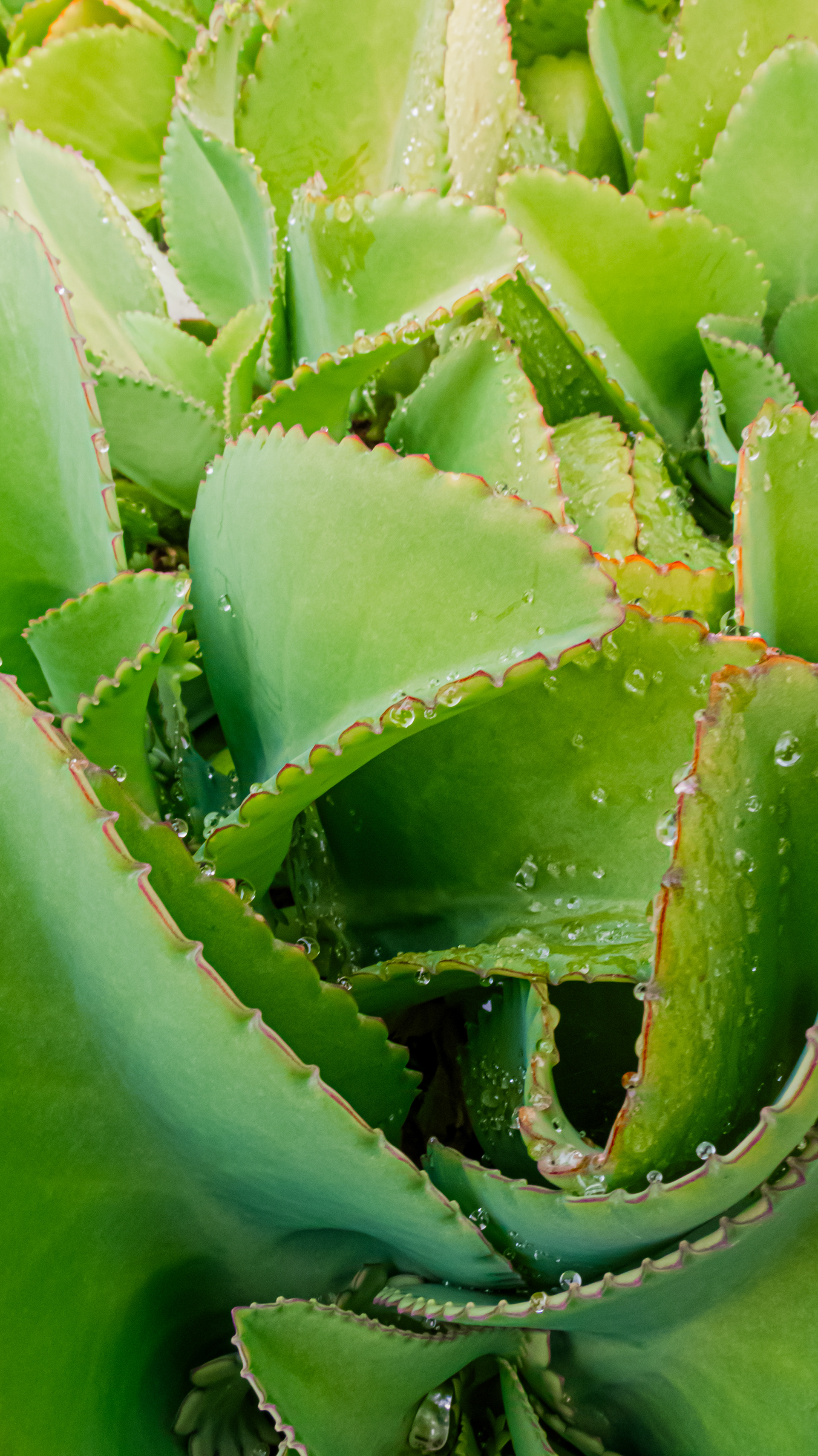 #PraTodosVerem: A fotografia colorida é uma imagem aproximada de uma planta da espécie suculenta. A imagem mostra nitidamente os detalhes das suas folhas largas com detalhes alaranjados nas pontas, que é onde nascem as novas mudas. Algumas folhas estão respingadas com água e o verde na fotografia está bem vívido.