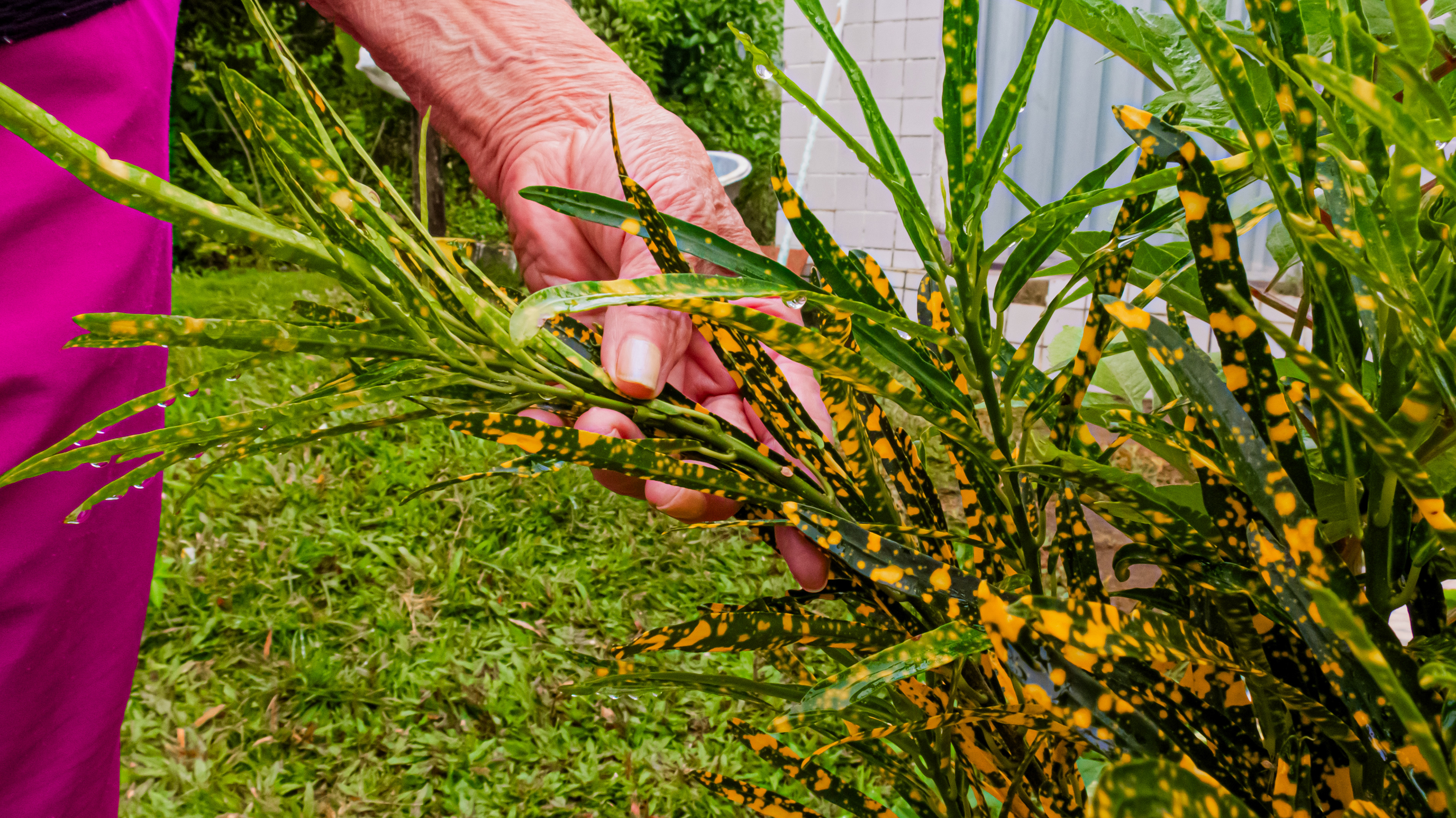 #PraTodosVerem: A fotografia colorida mostra a mão de uma senhora segurando as folhagens de uma planta croton. As folhas dessa planta são finas e verdes com manchas amarelas. O que revela ser uma senhora de idade são as marcas do tempo impressas em sua pele. O cenário é uma área externa na natureza e mostra também uma parte da calça rosa que ela está vestida. Ao fundo, no lado esquerdo, mais uma área com muito verde e ao lado direito uma parede de azulejos brancos.