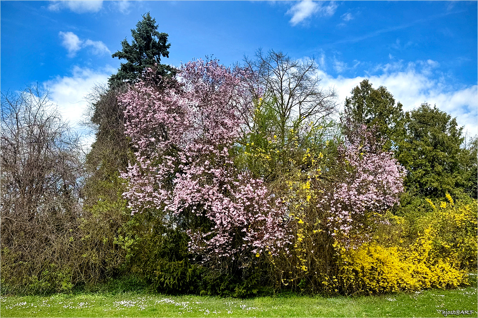 Erste Frühlingsblüten
