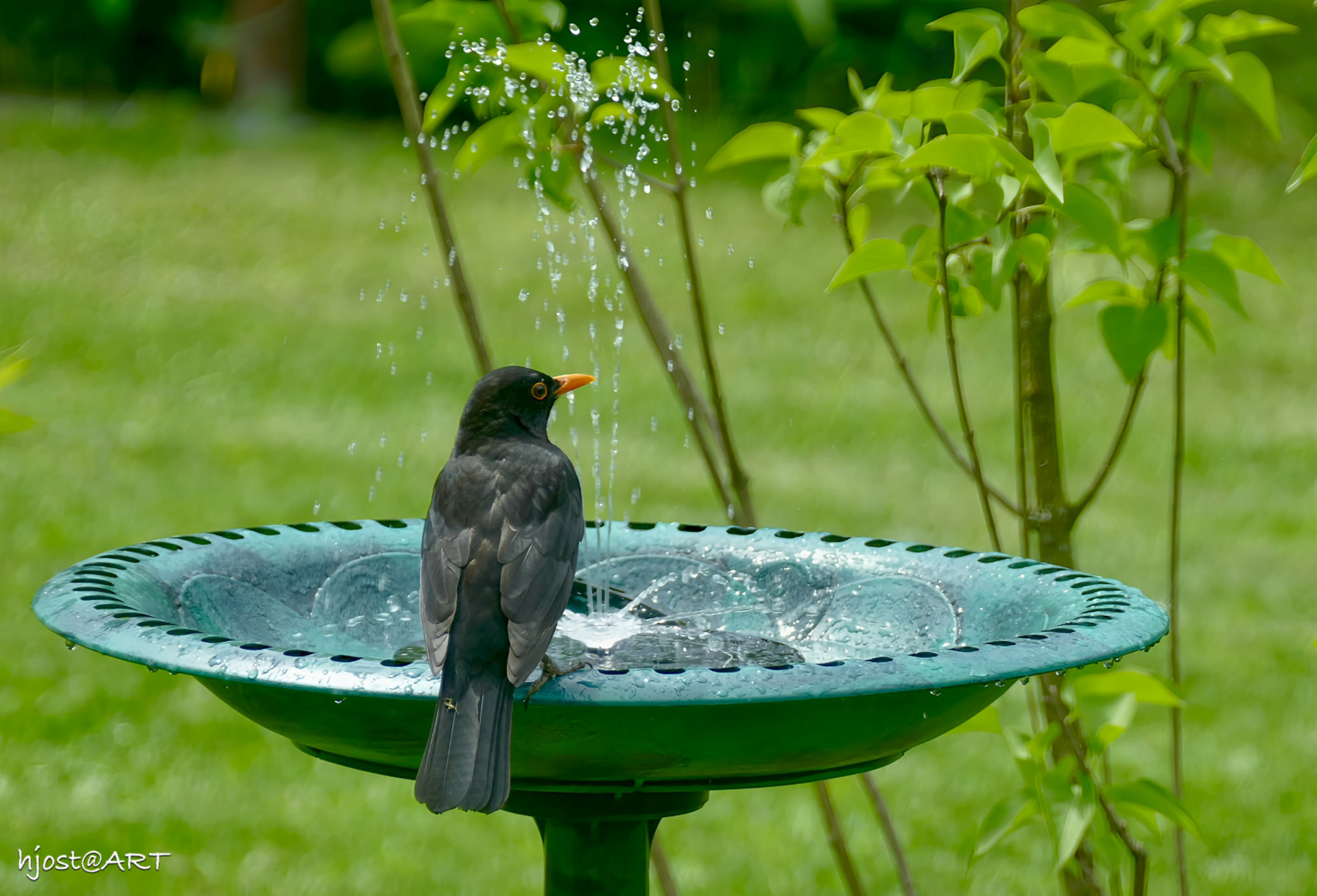 Erster Besucher der neuen Vogeltränke!
