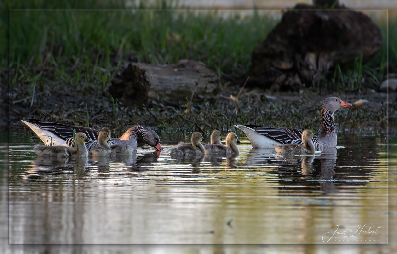Graugansfamilienausflug