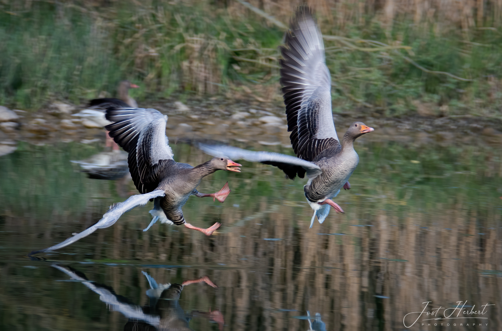 Rivalität unter Graugänsen