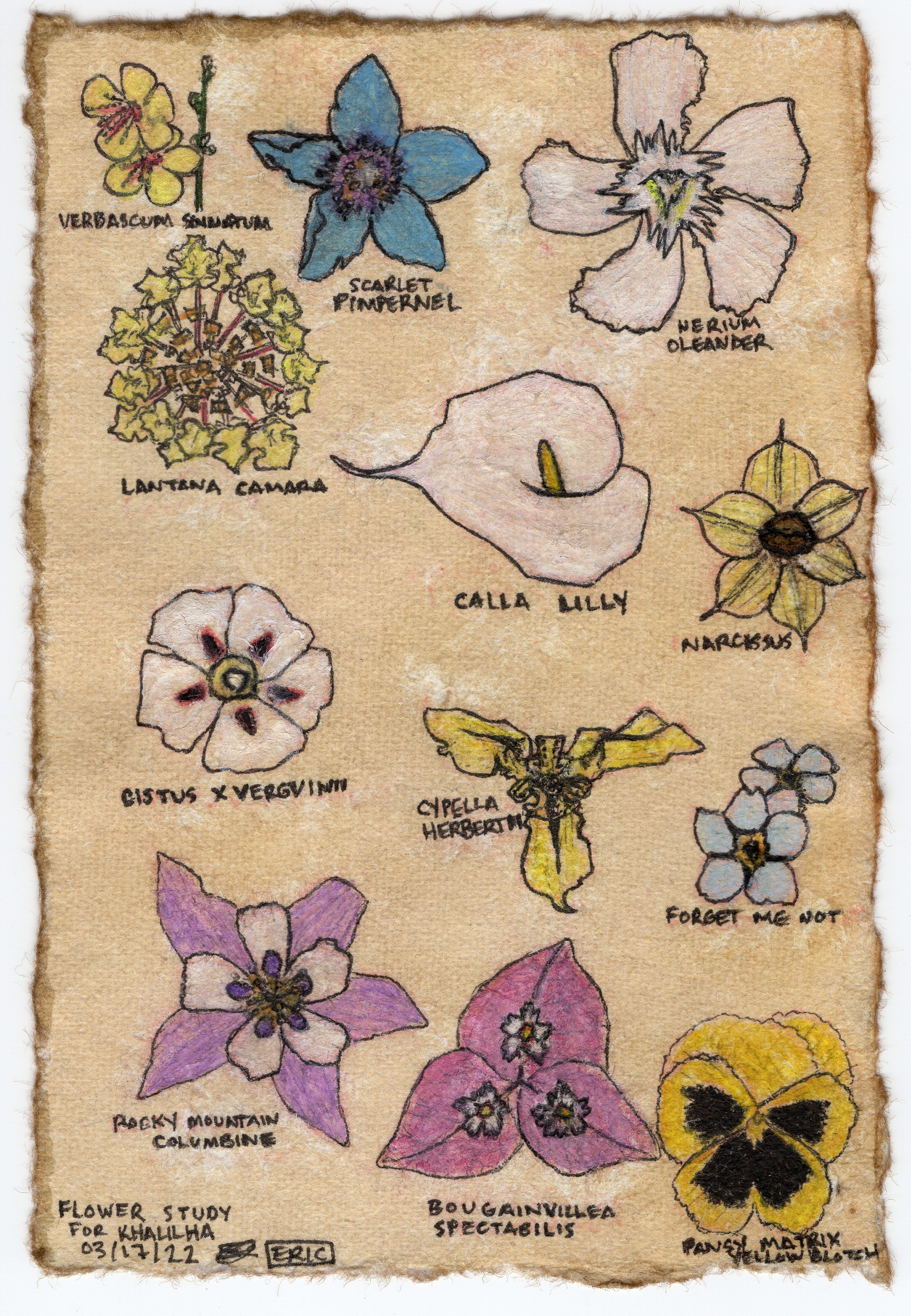 "Flower Study 1" (2022) Ink, copic markers, and colored pencils on weathered paper.