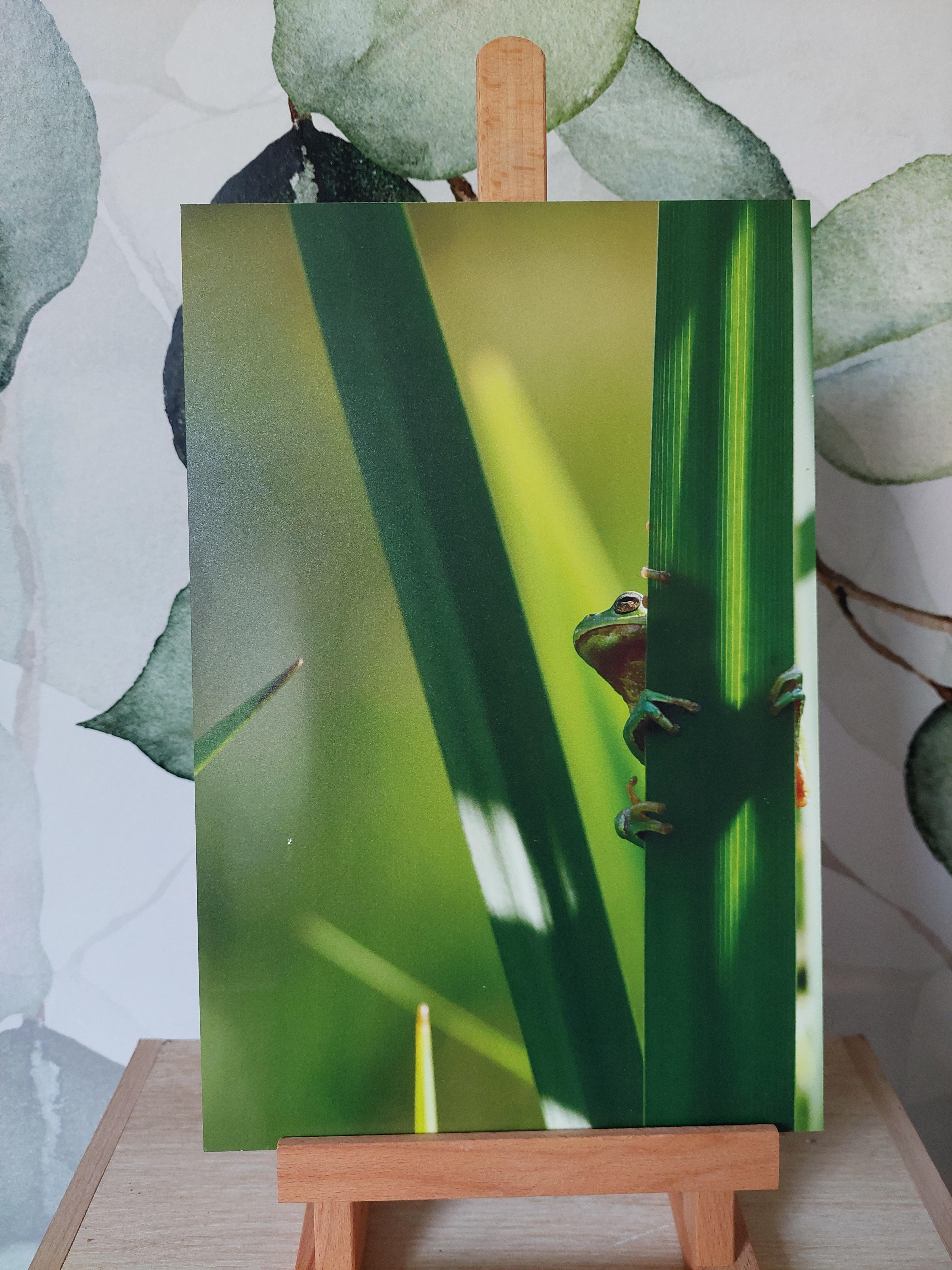 Rainette verte 2 - Alu Dibond 20x30 cm - 15€ au lieu de 40€