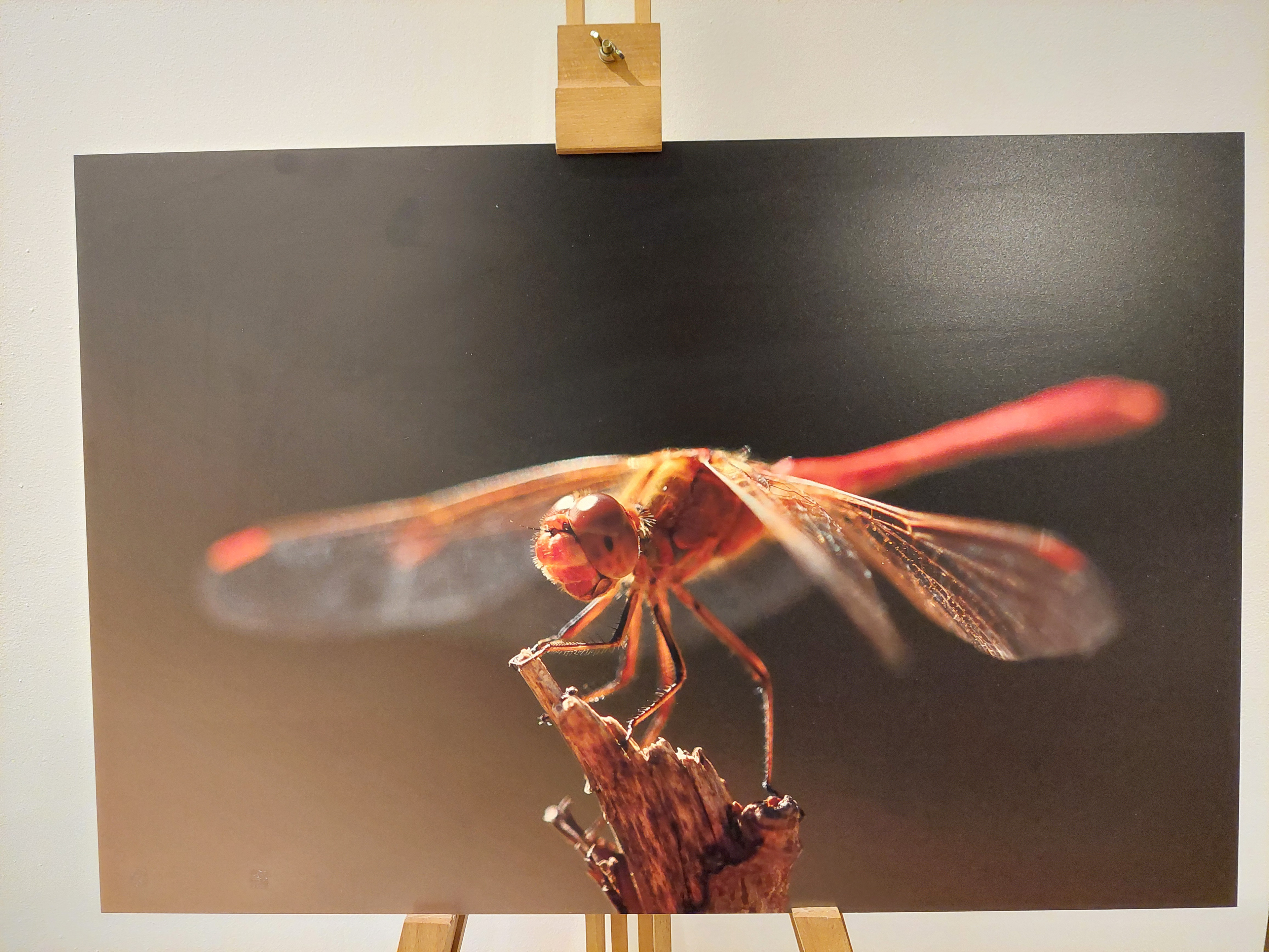 Sympetrum méridional - Forex 40x60 cm - 25€ au lieu de 50€