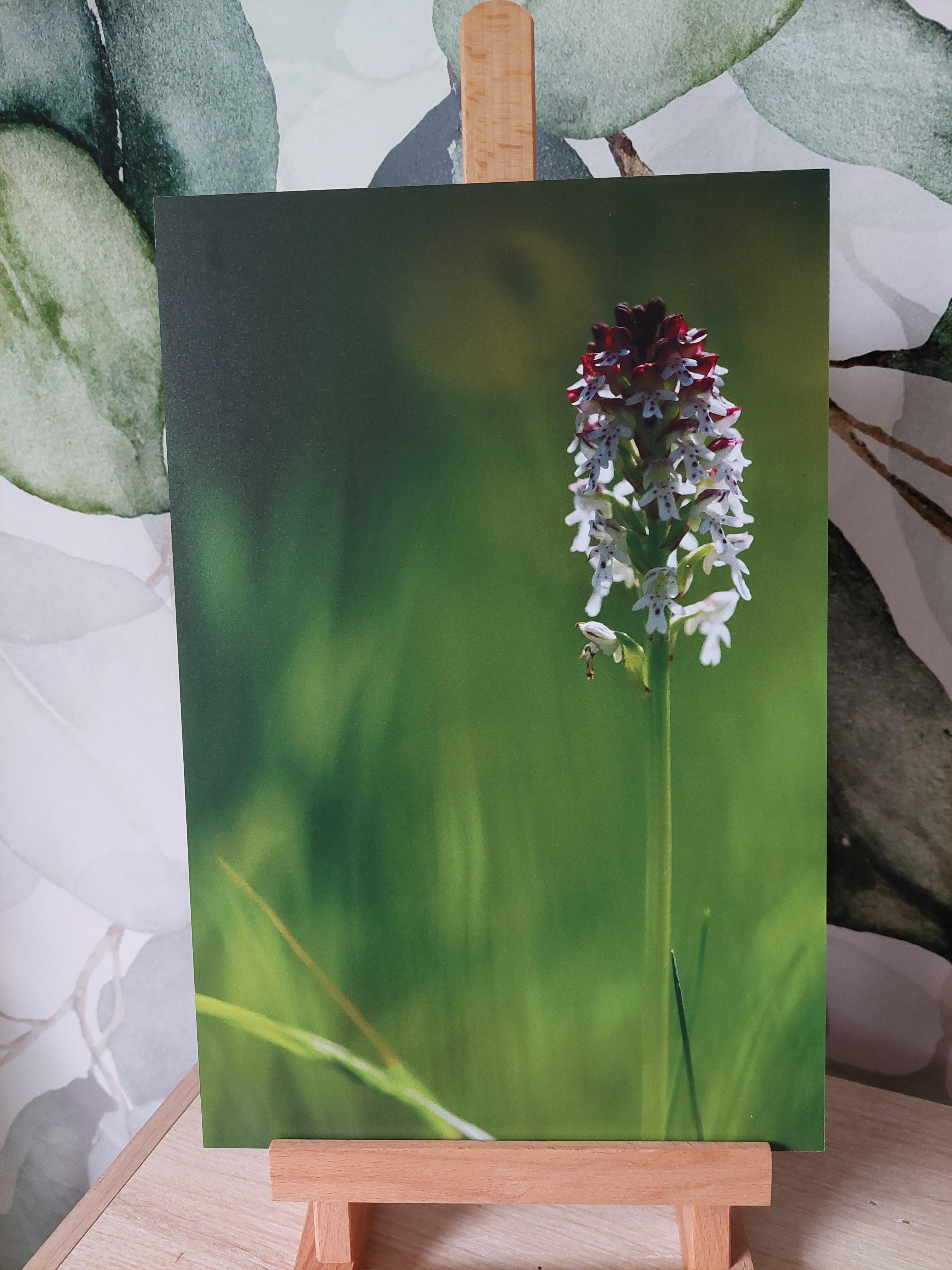 Orchis brûlé - Alu Dibond 20x30 cm - 15€ au lieu de 40€