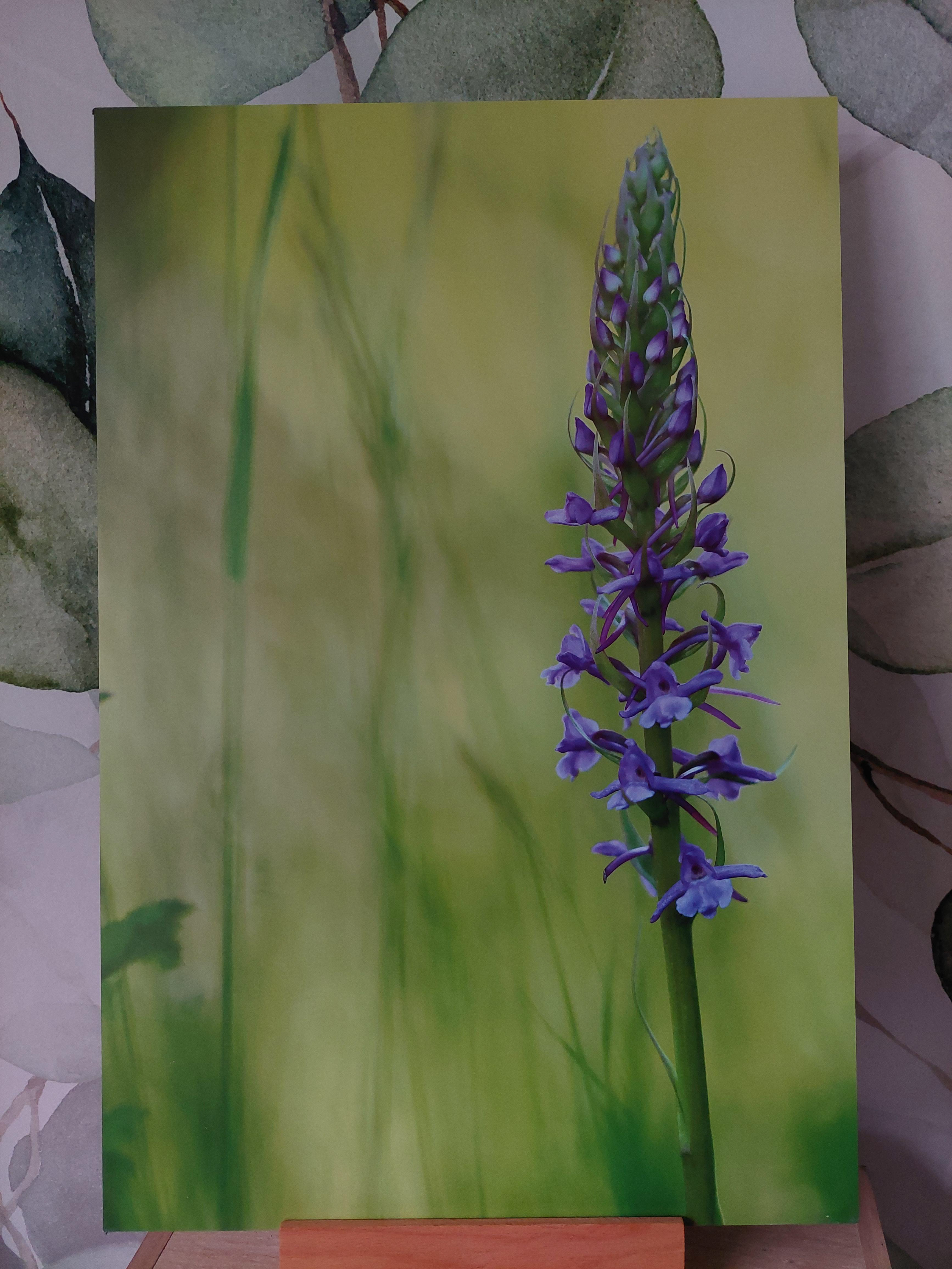 Orchis moucheron - Alu Dibond 30x45 cm - 20€ au lieu de 45€