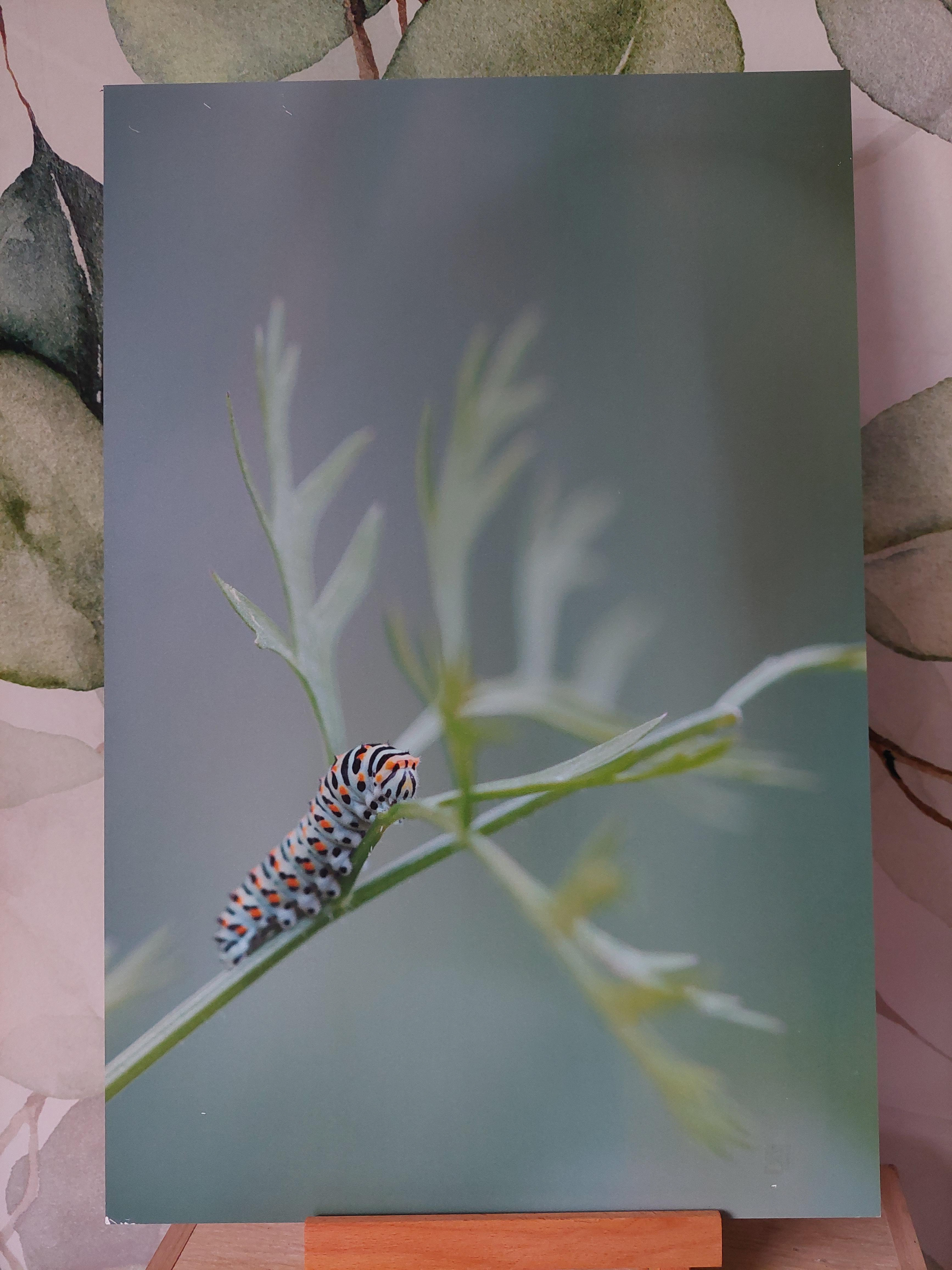Chenille de Machaon - Alu Dibond 30x45 cm - 20€ au lieu de 45€