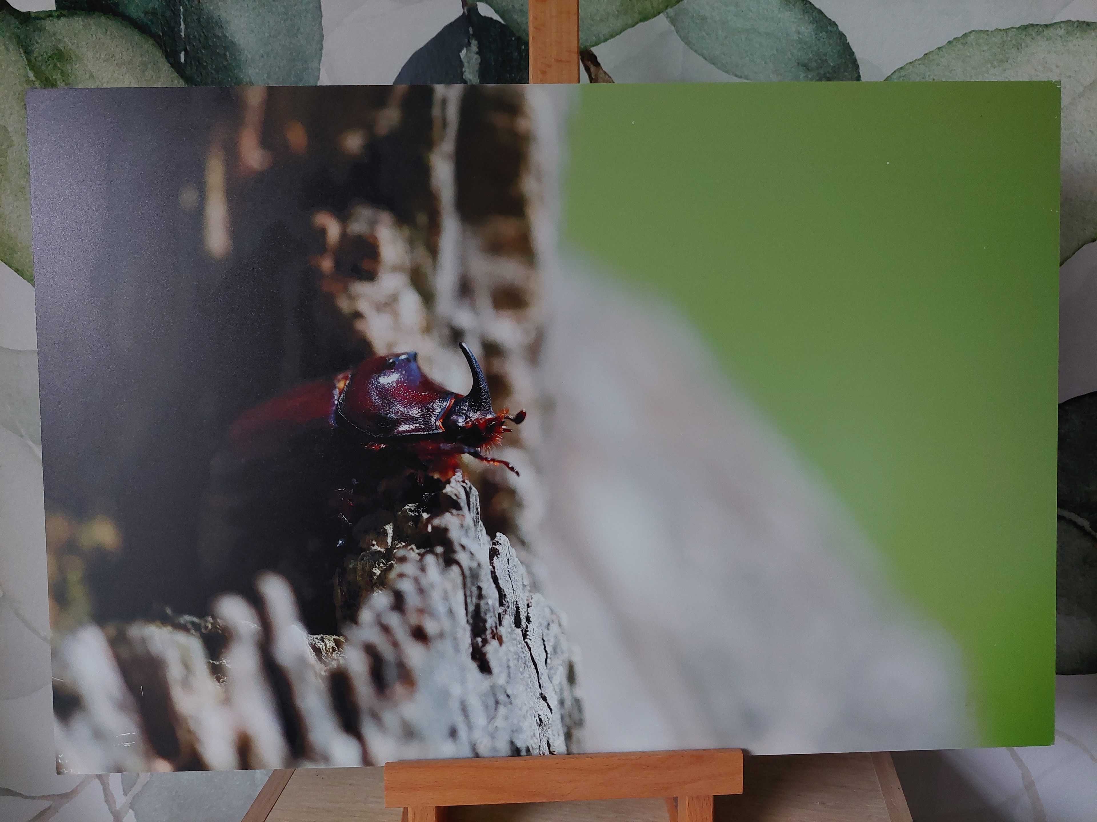 Rhinocéros - Alu Dibond 30x45 cm - 20€ au lieu de 45€