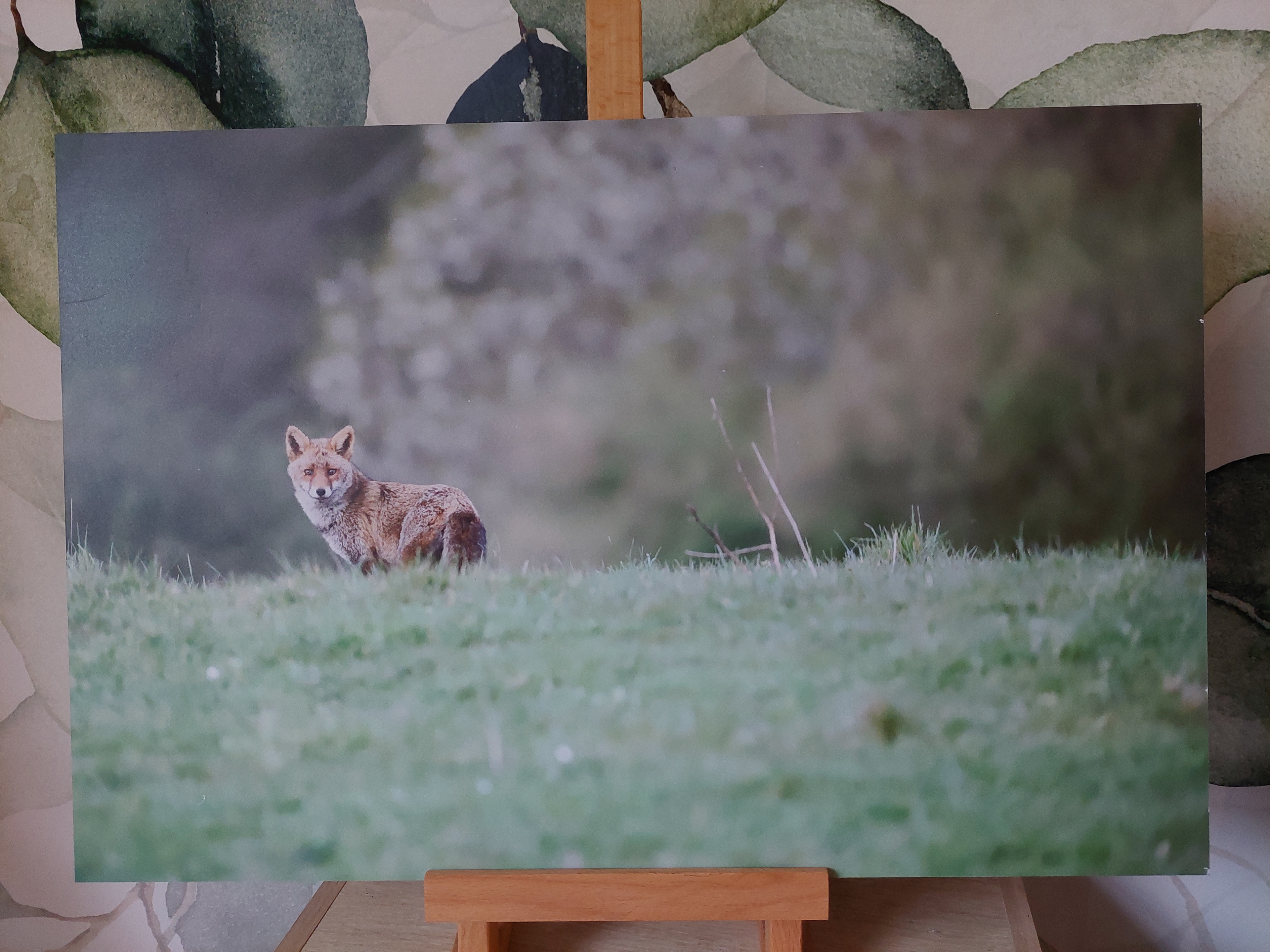 Renard roux - Alu Dibond 30x45 cm - 20€ au lieu de 45€