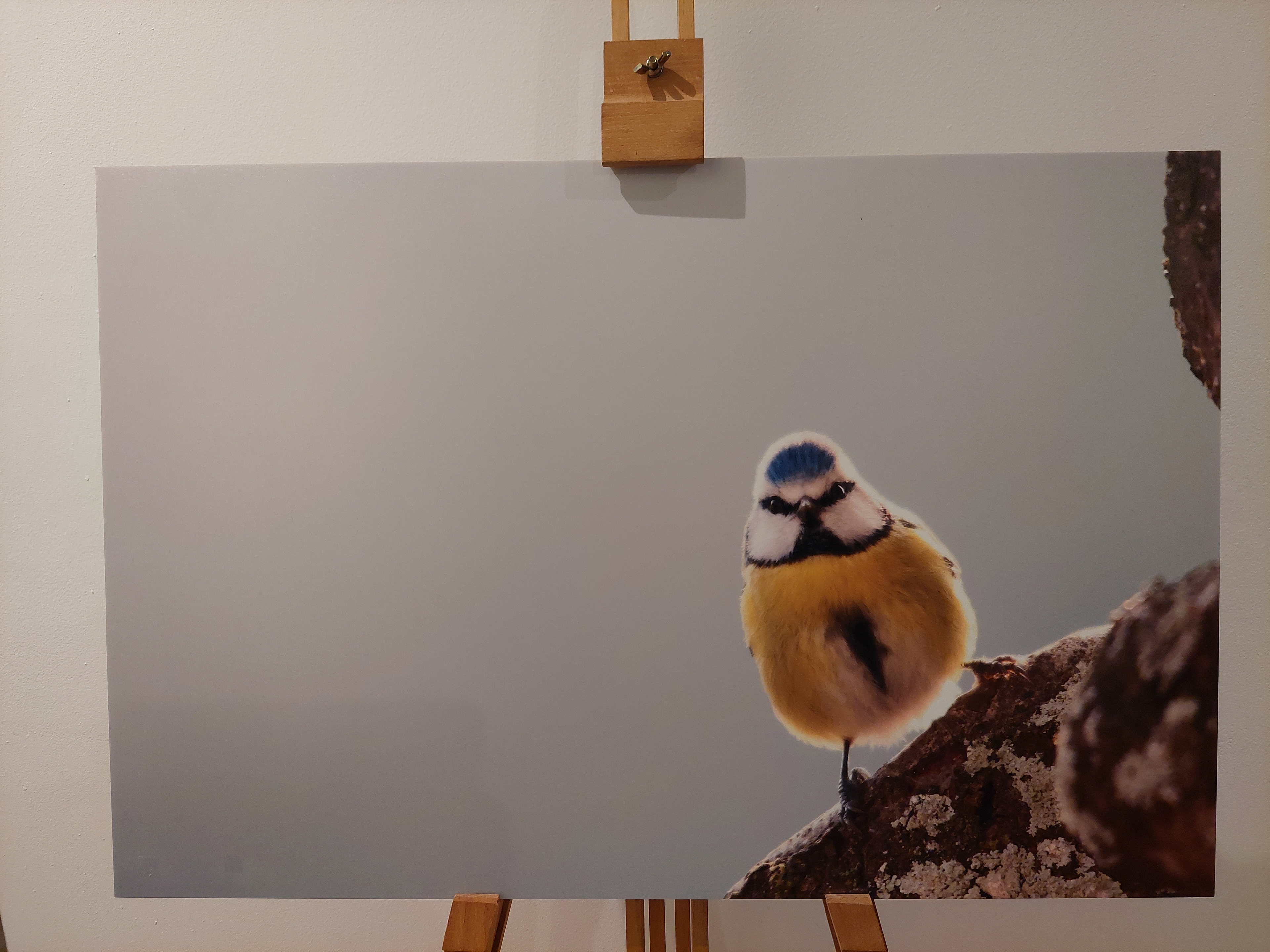 Mésange bleue - Forex 40x60 cm - 25€ au lieu de 50€
