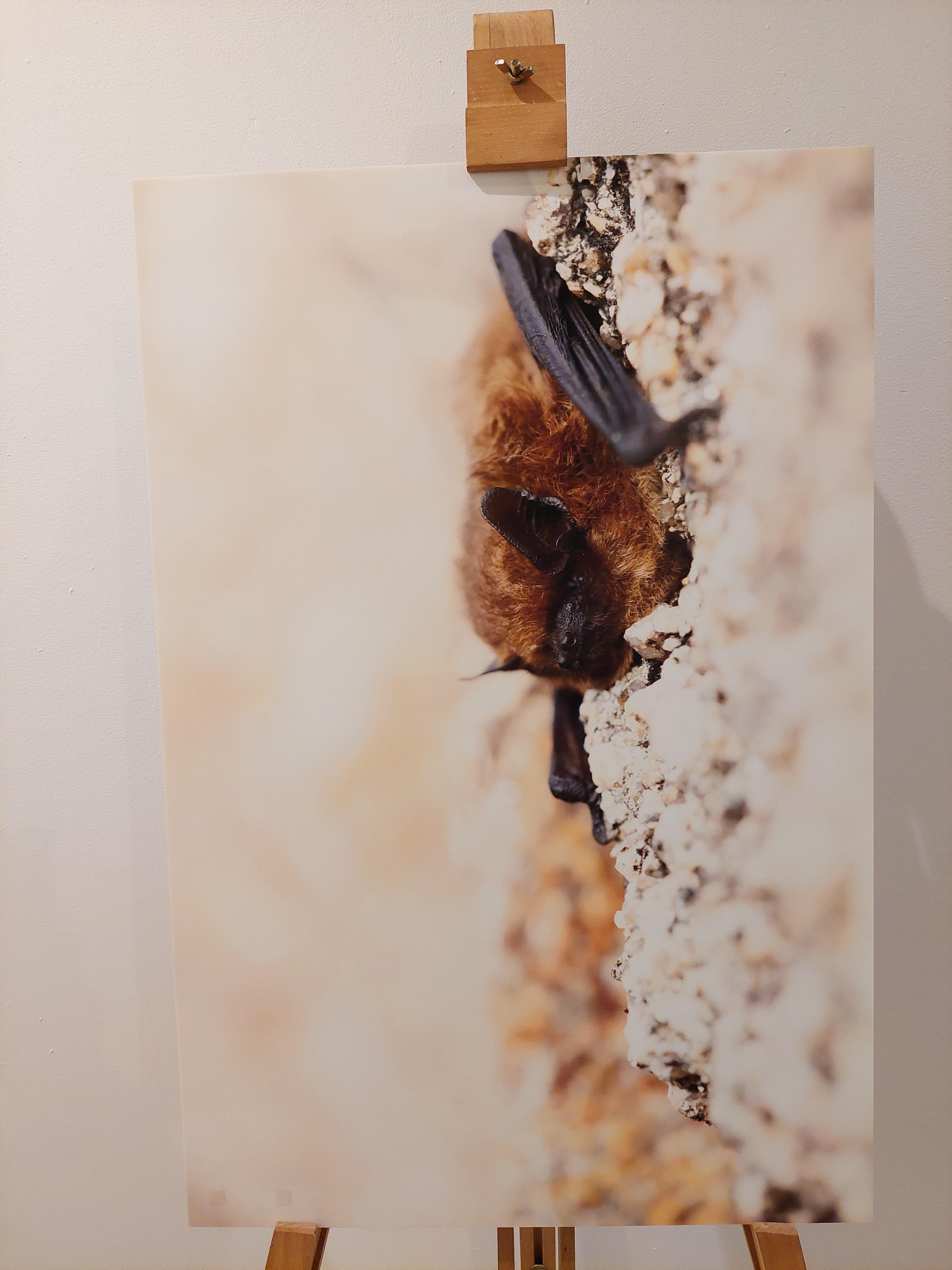 Pipistrelle sp. - Forex 40x60 cm - 25€ au lieu de 50€