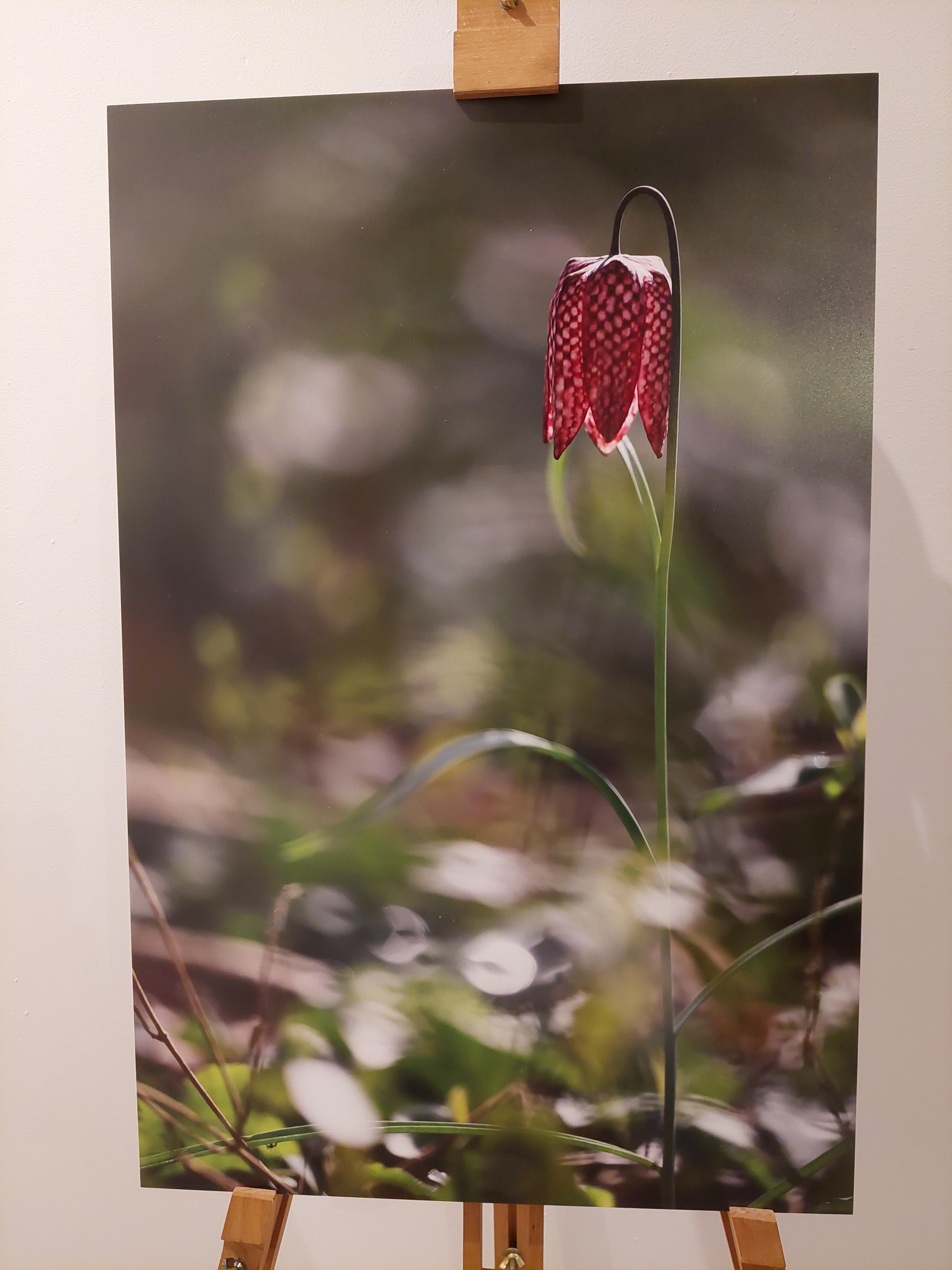 Fritillaire pintade - Forex 40x60 cm - 25€ au lieu de 50€