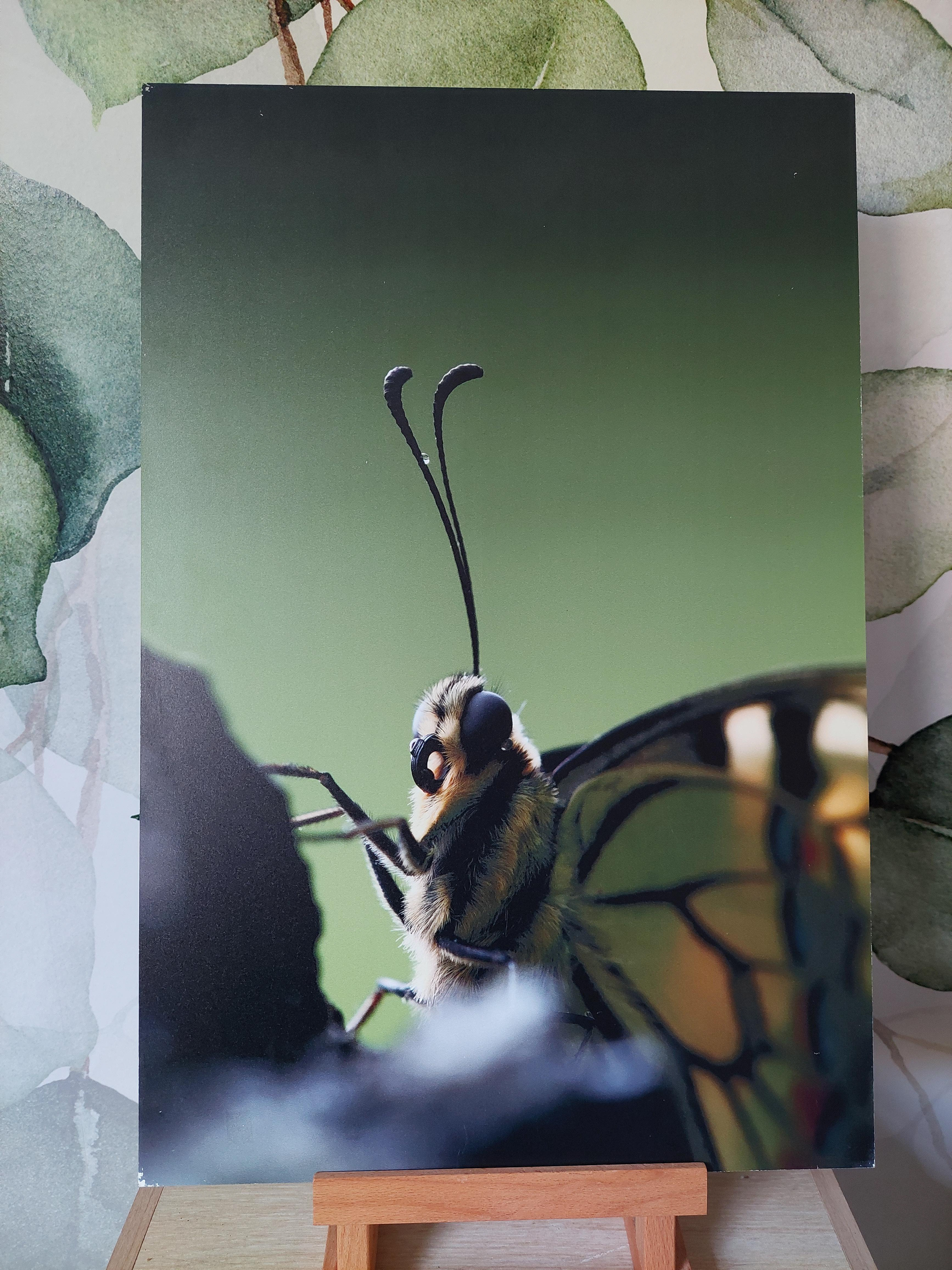 Machaon - Alu Dibond 30x45 cm - 20€ au lieu de 45€