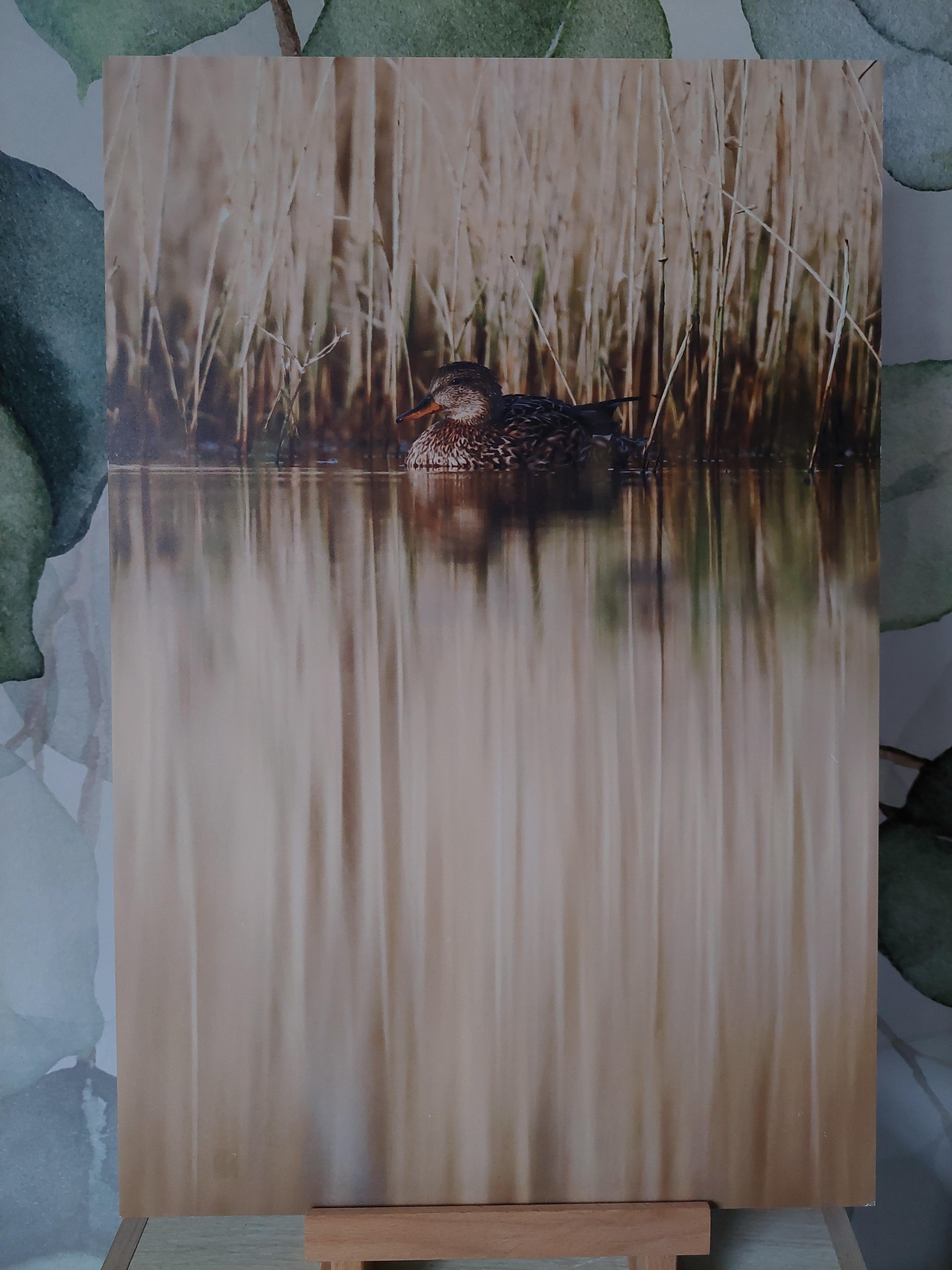 Canard chipeau - Alu Dibond 30x45 cm - 20€ au lieu de 45€