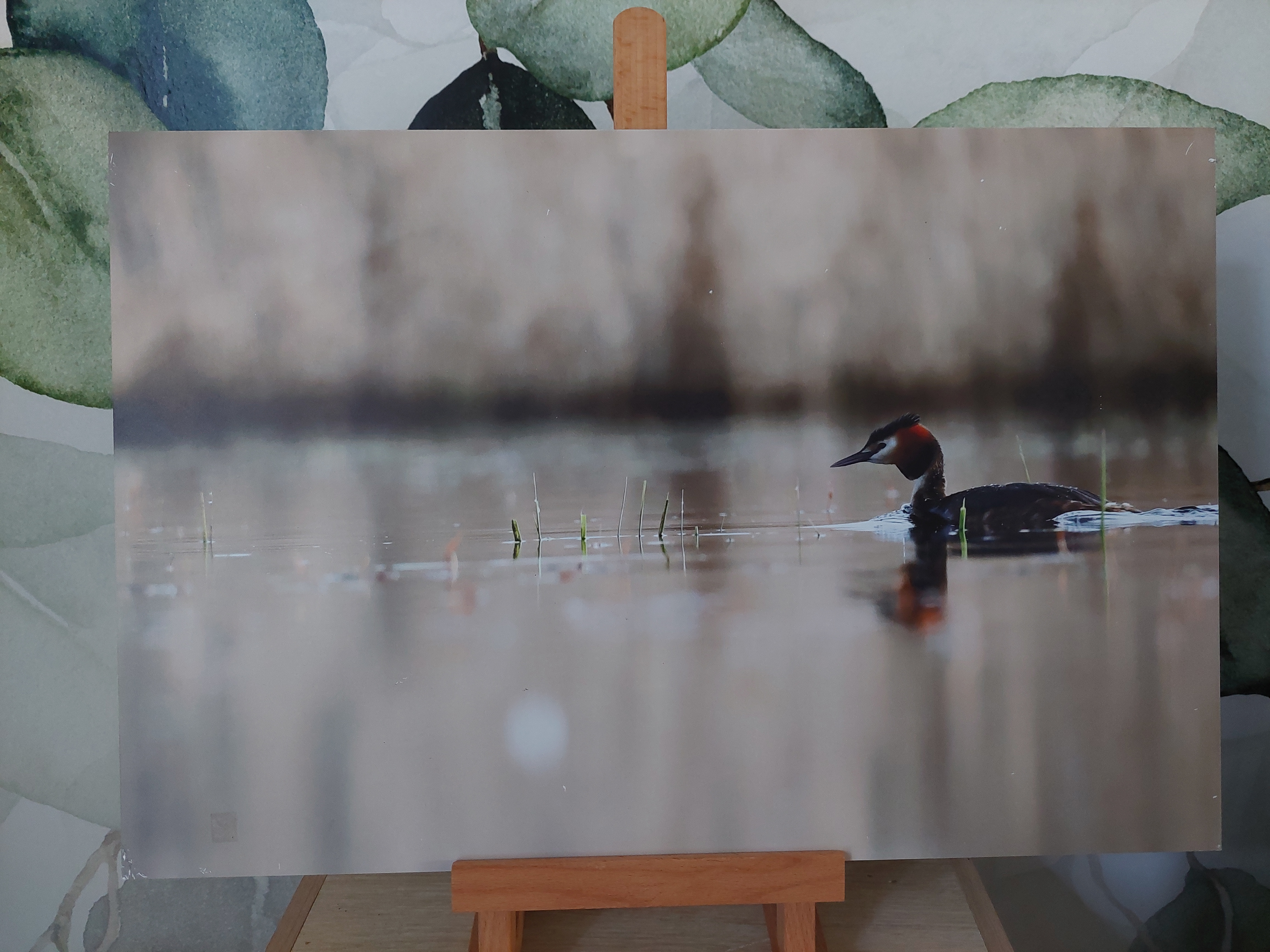 Grèbe huppé - Alu Dibond 30x45 cm - 20€ au lieu de 45€