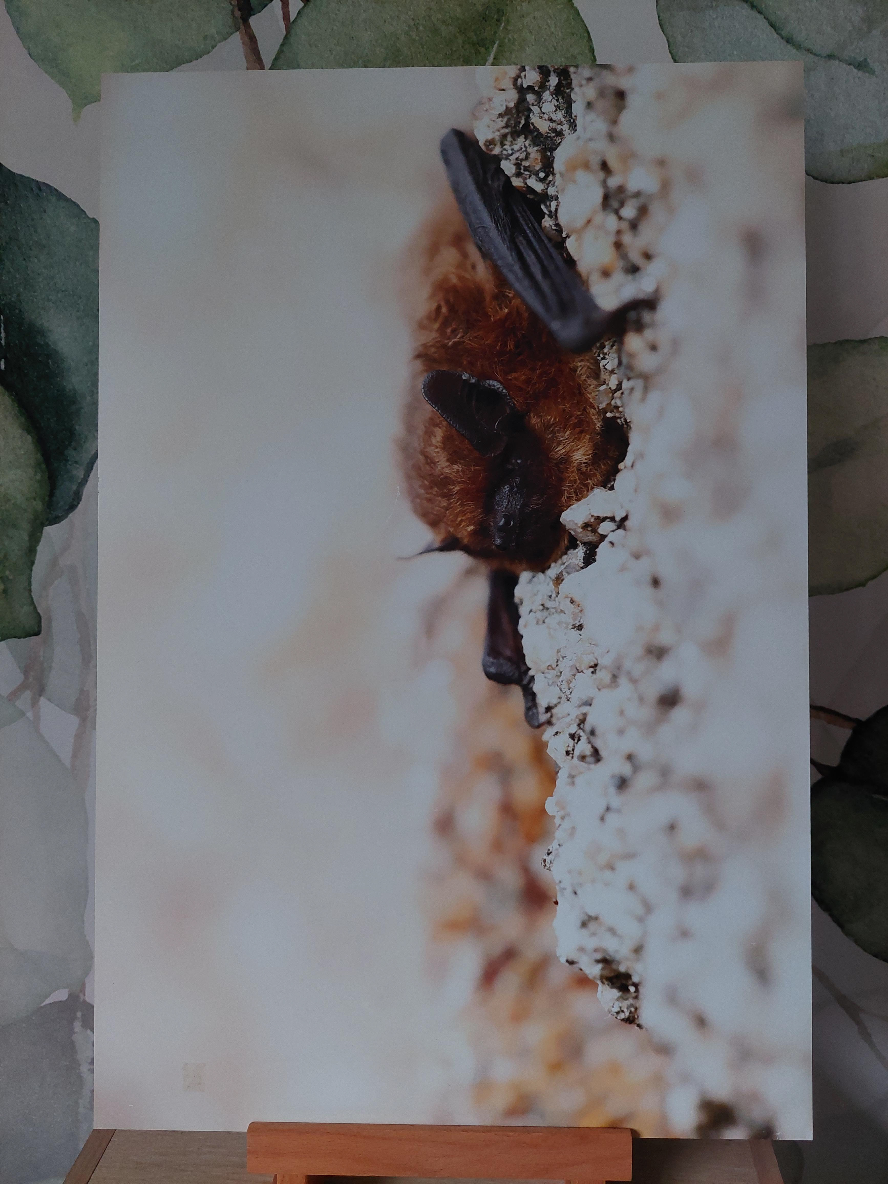 Pipistrelle - Alu Dibond 30x45 cm - 20€ au lieu de 45€