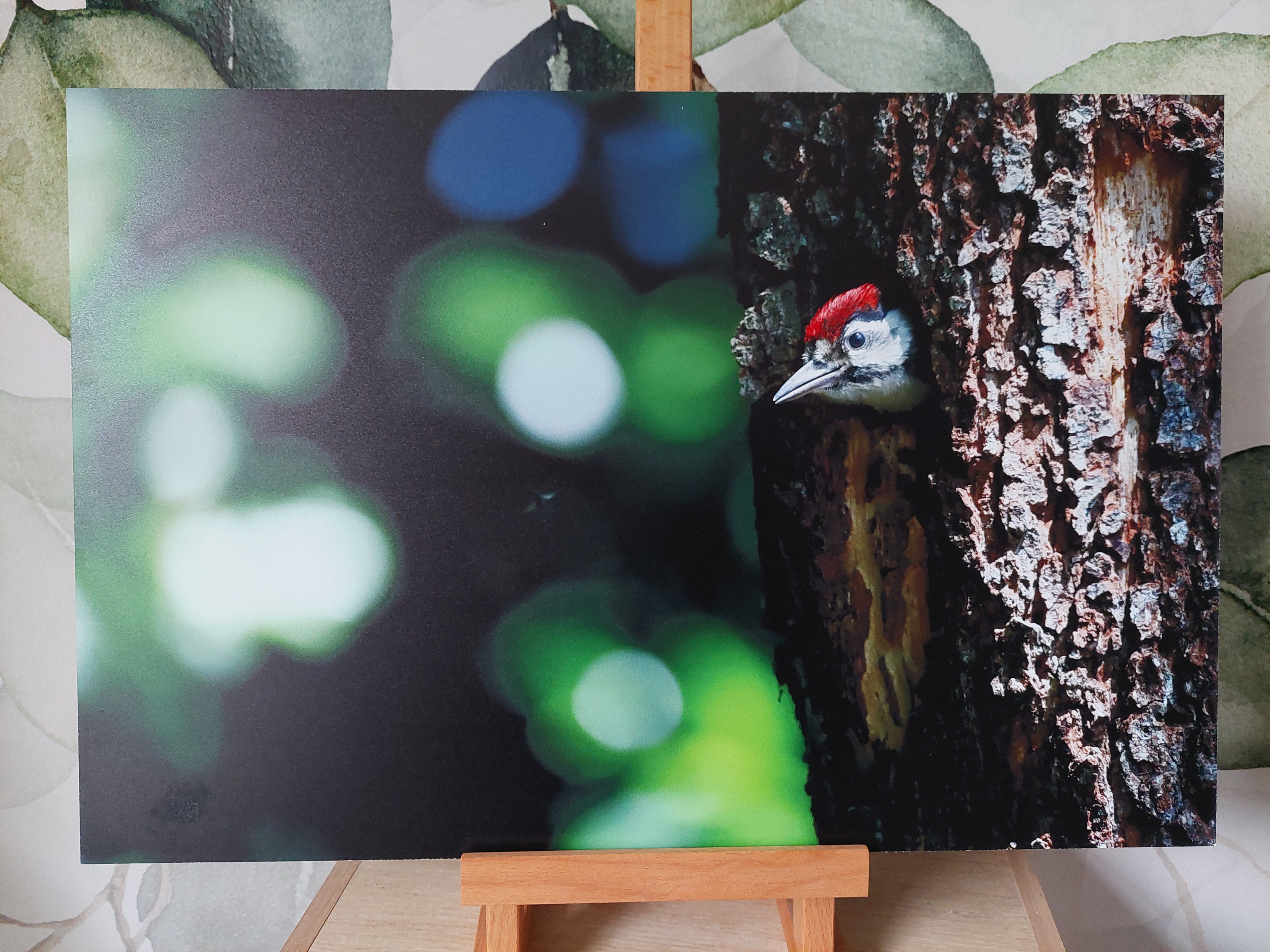 Pic épeiche - Alu Dibond 30x45 cm - 20€ au lieu de 45€
