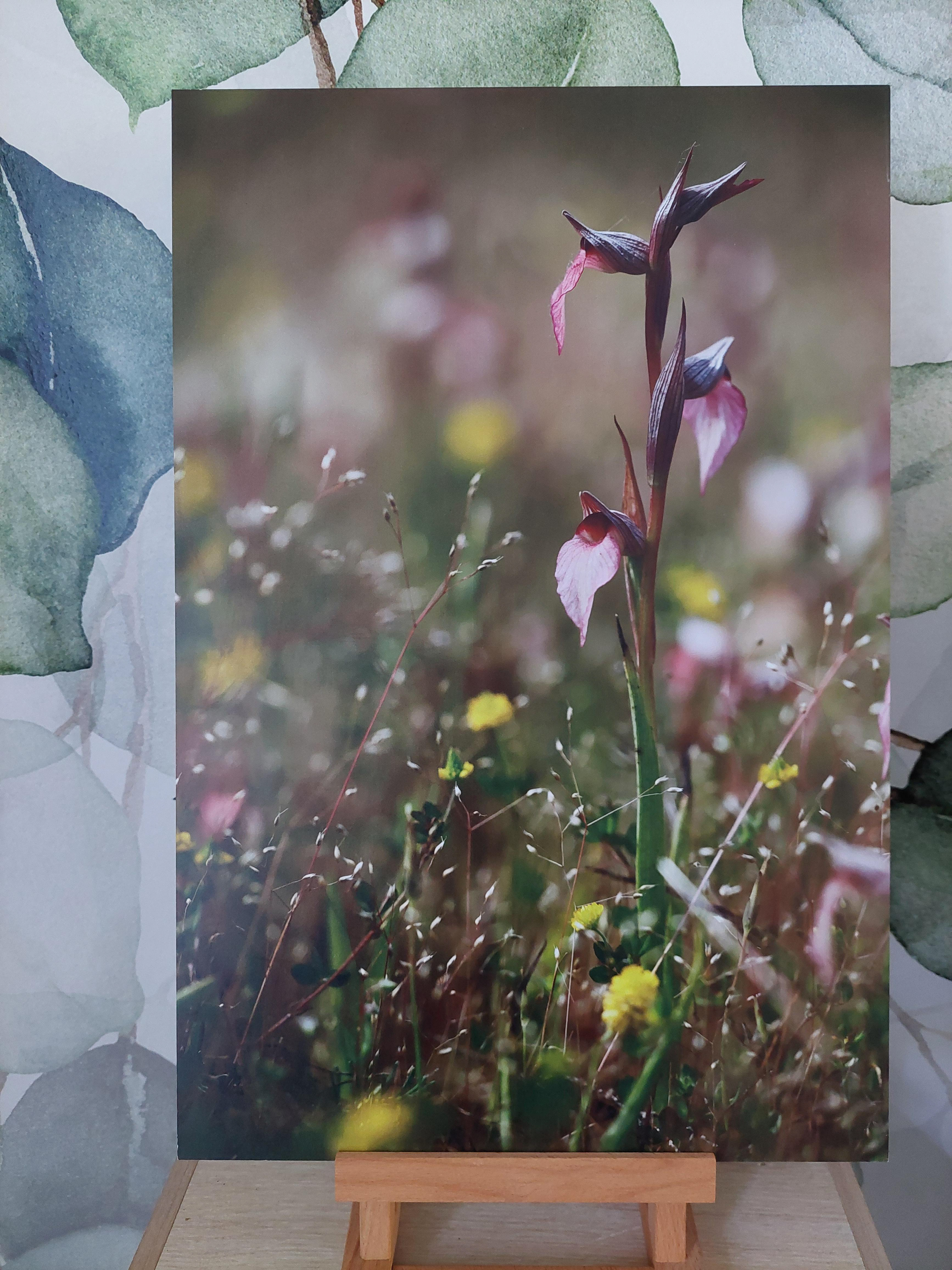 Ophrys langue - Alu Dibond 30x45 cm - 20€ au lieu de 45€