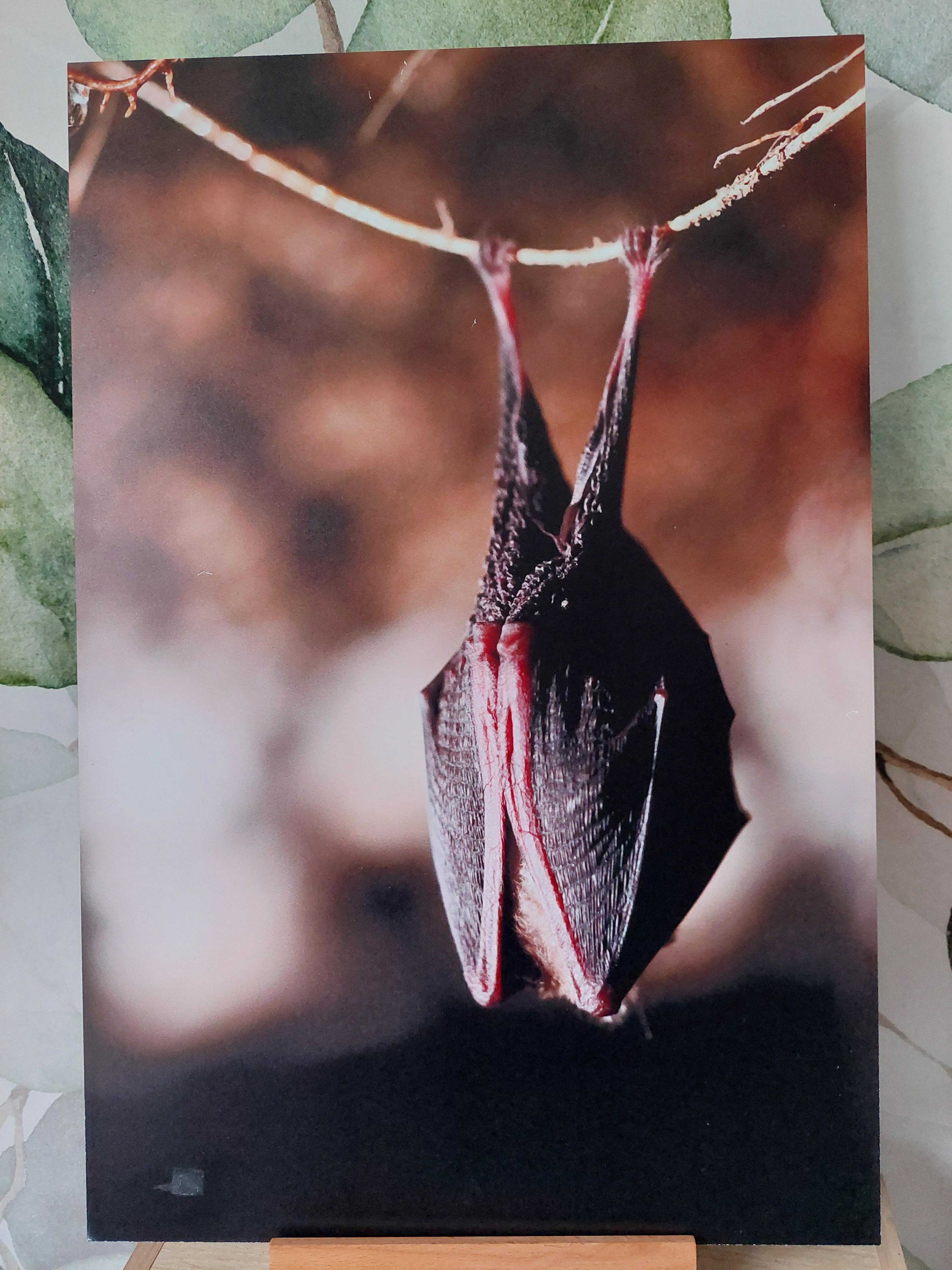 Grand rhinolophe - Alu Dibond 30x45 cm - 20€ au lieu de 45€
