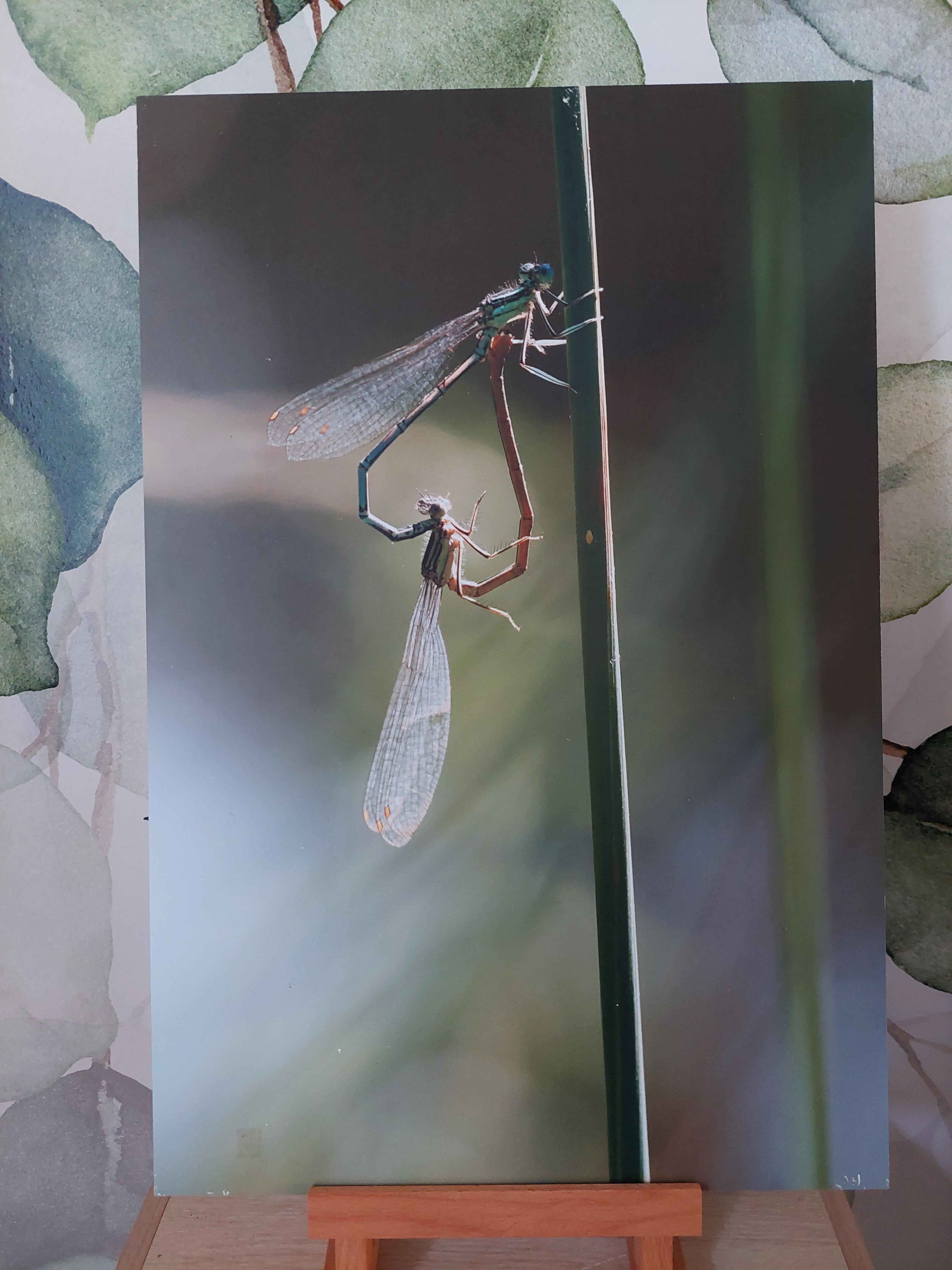 Agrions à larges pattes - Alu Dibond 30x45 cm - 20€ au lieu de 45€