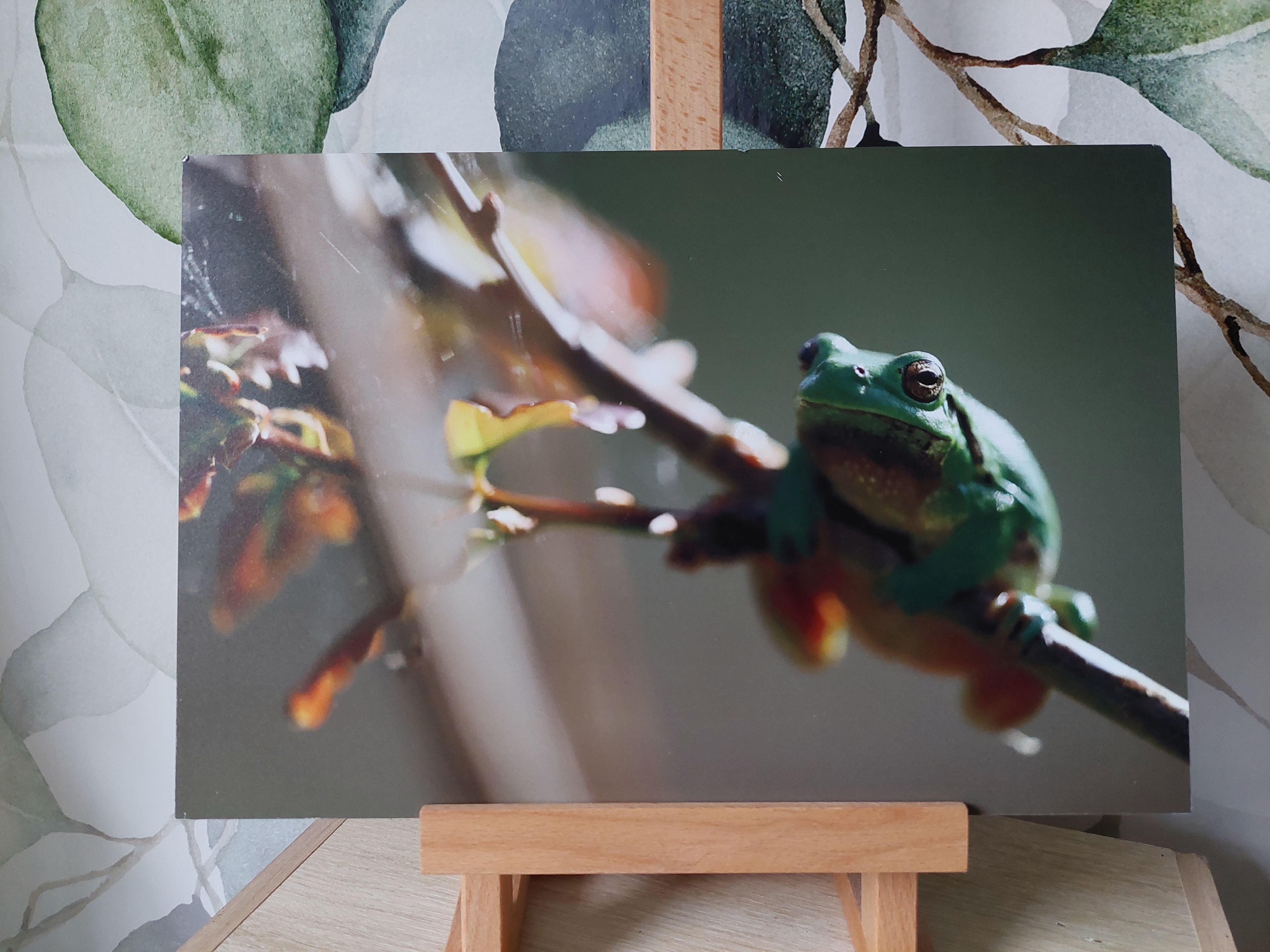 Rainette verte 1 - Alu Dibond 20x30 cm - 15€ au lieu de 40€