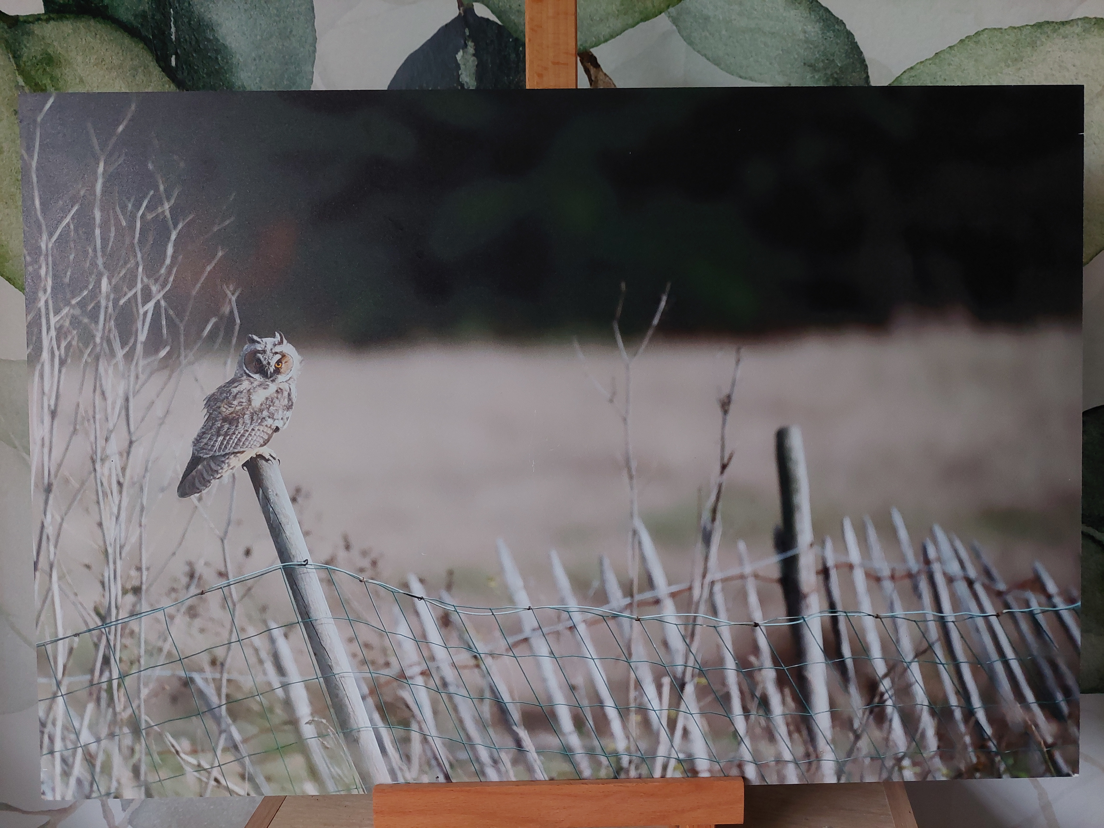 Hibou moyen duc - Alu Dibond 30x45 cm - 20€ au lieu de 45€