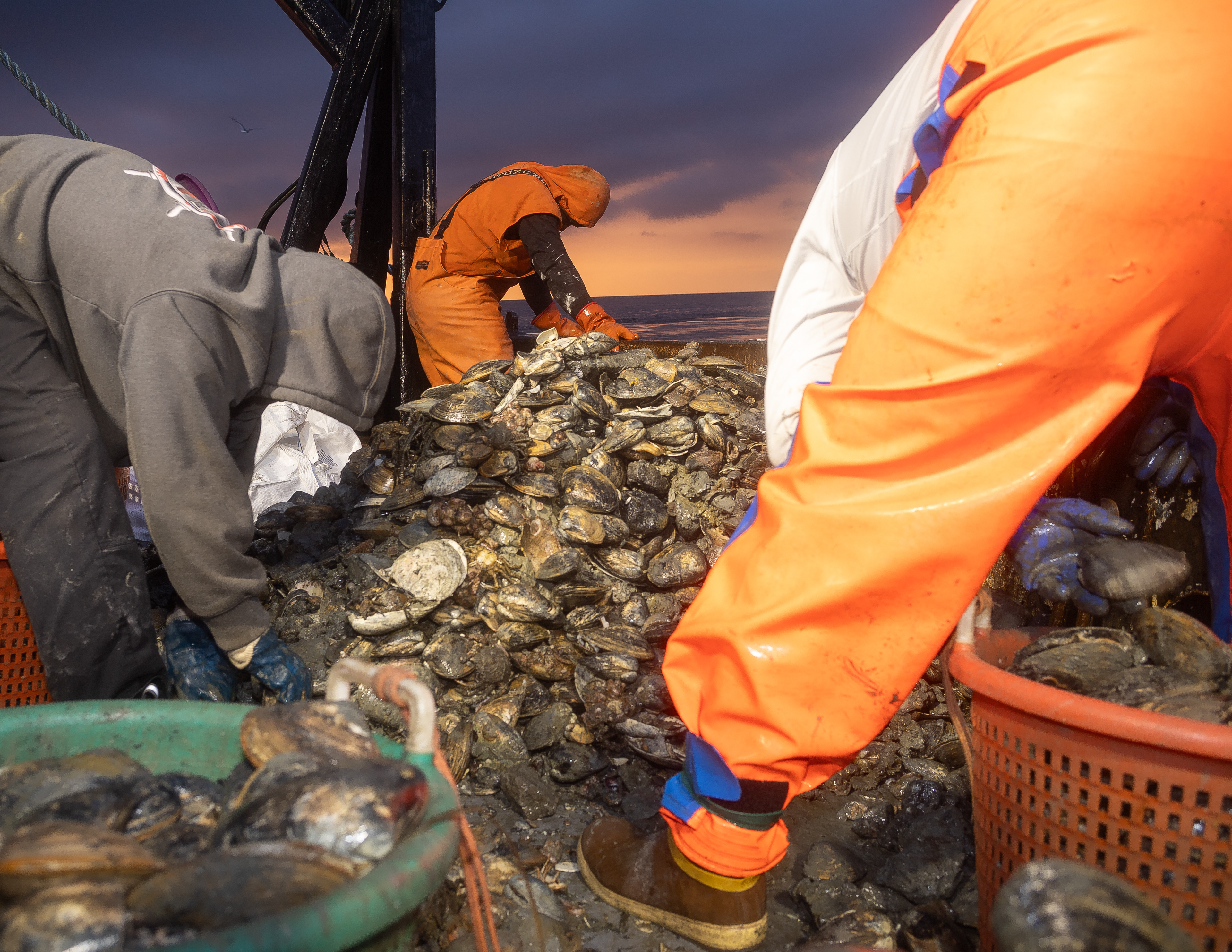 Sorting the Sea Clams, 2024