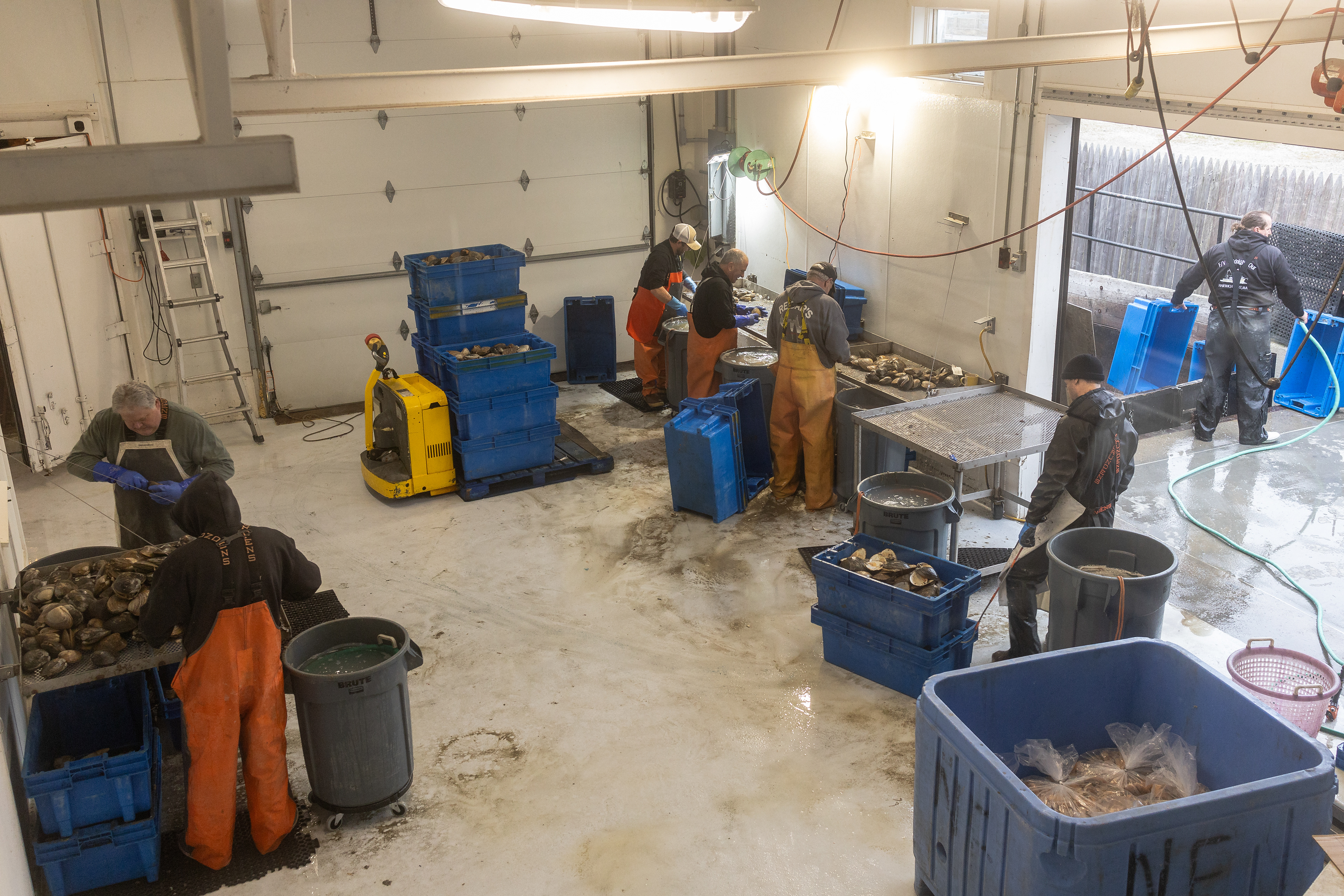 Shucking at Chatham Warehouse