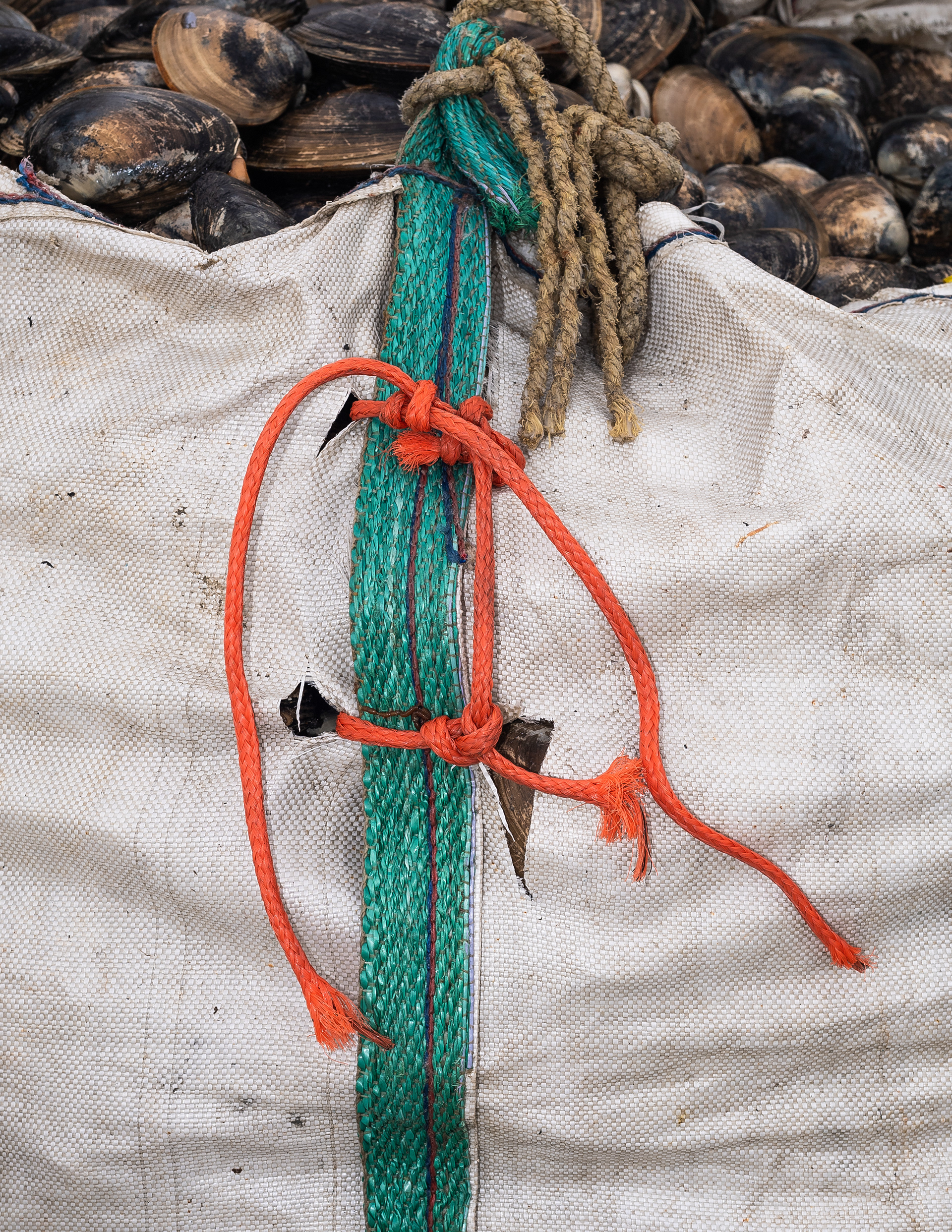 One Tote of Sea Clams, 2024