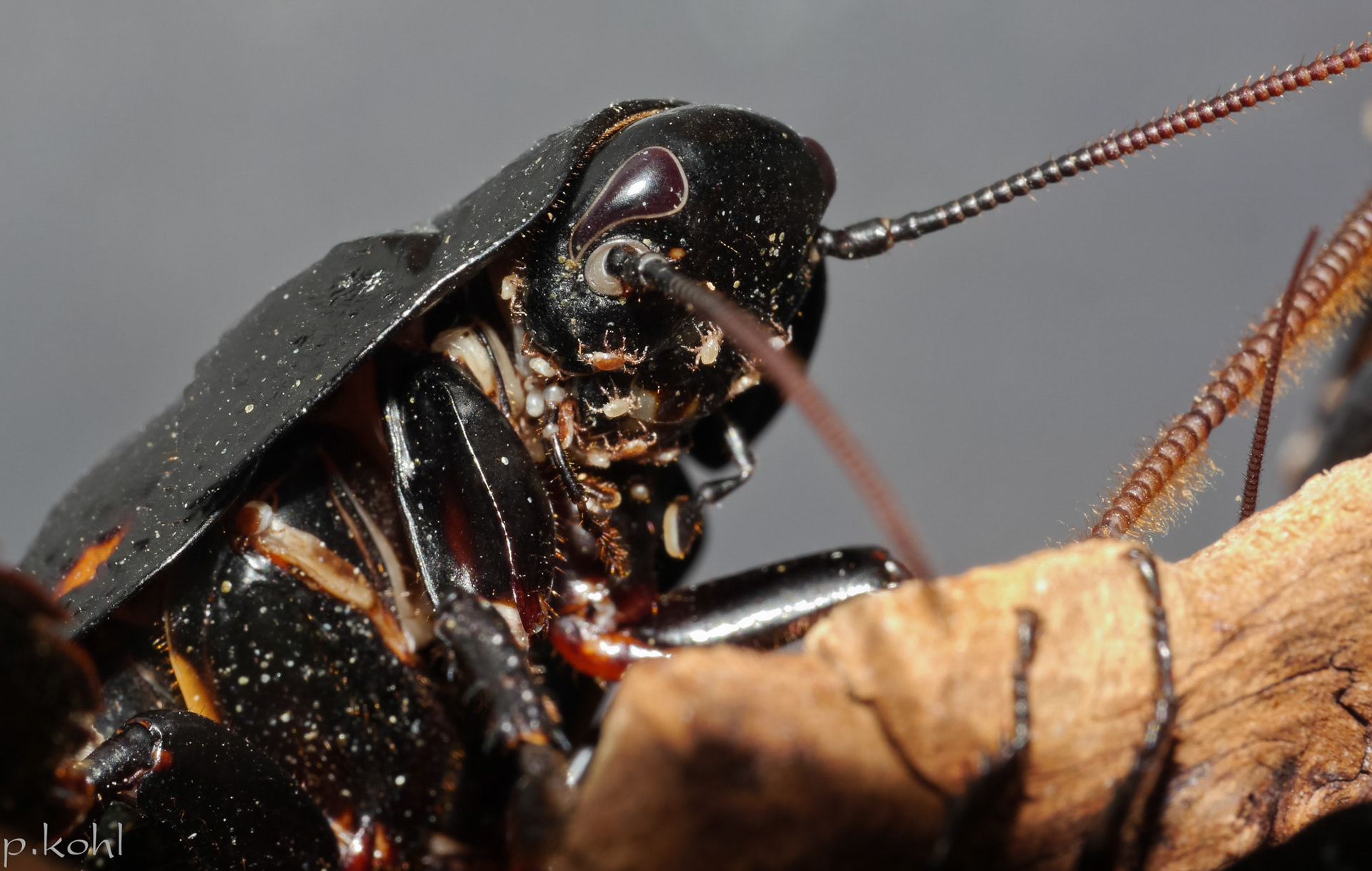 Schau mal, wie niedlich, die kleinen süßen Zecken am Hals