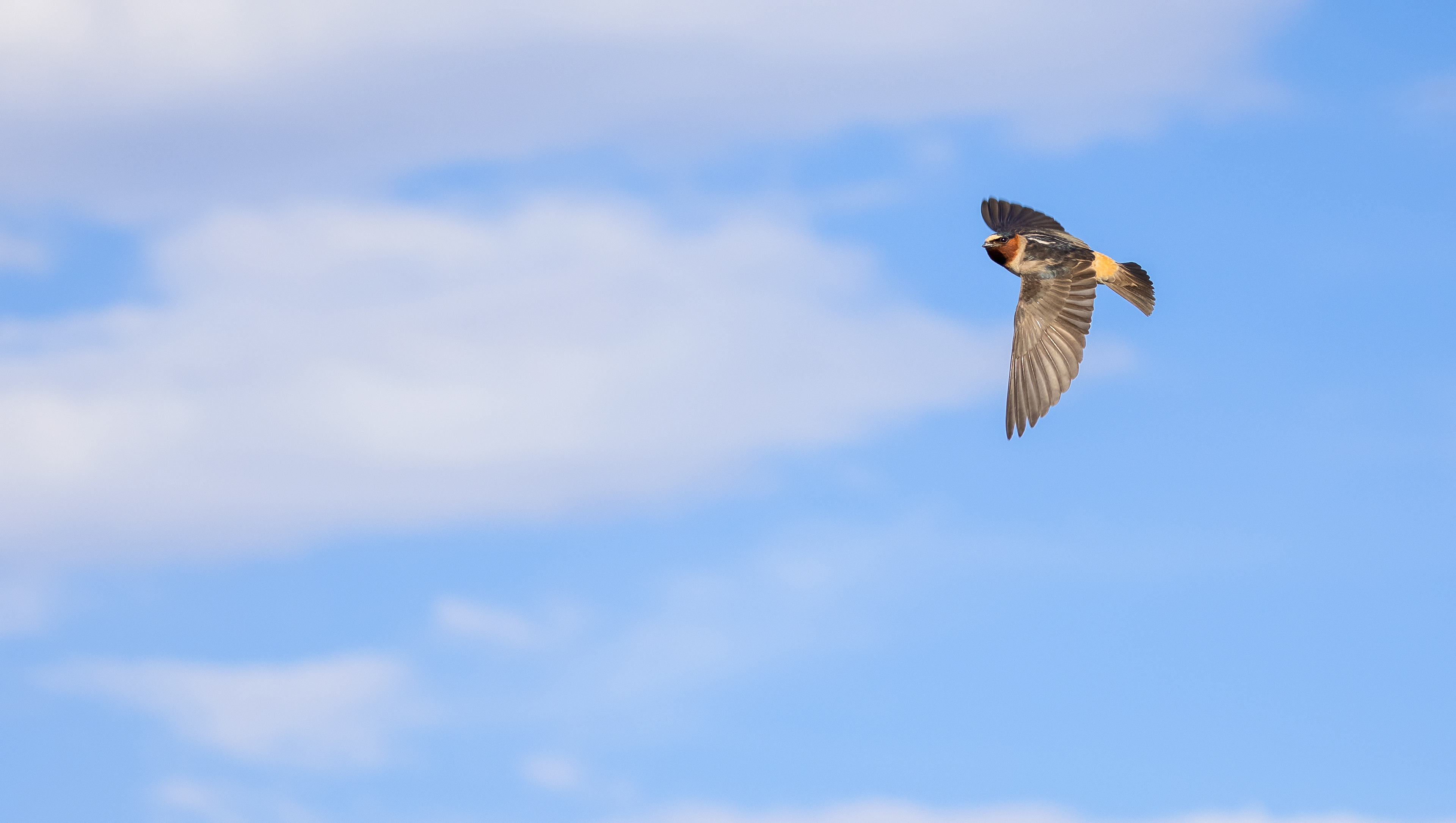 Cliff Swallow