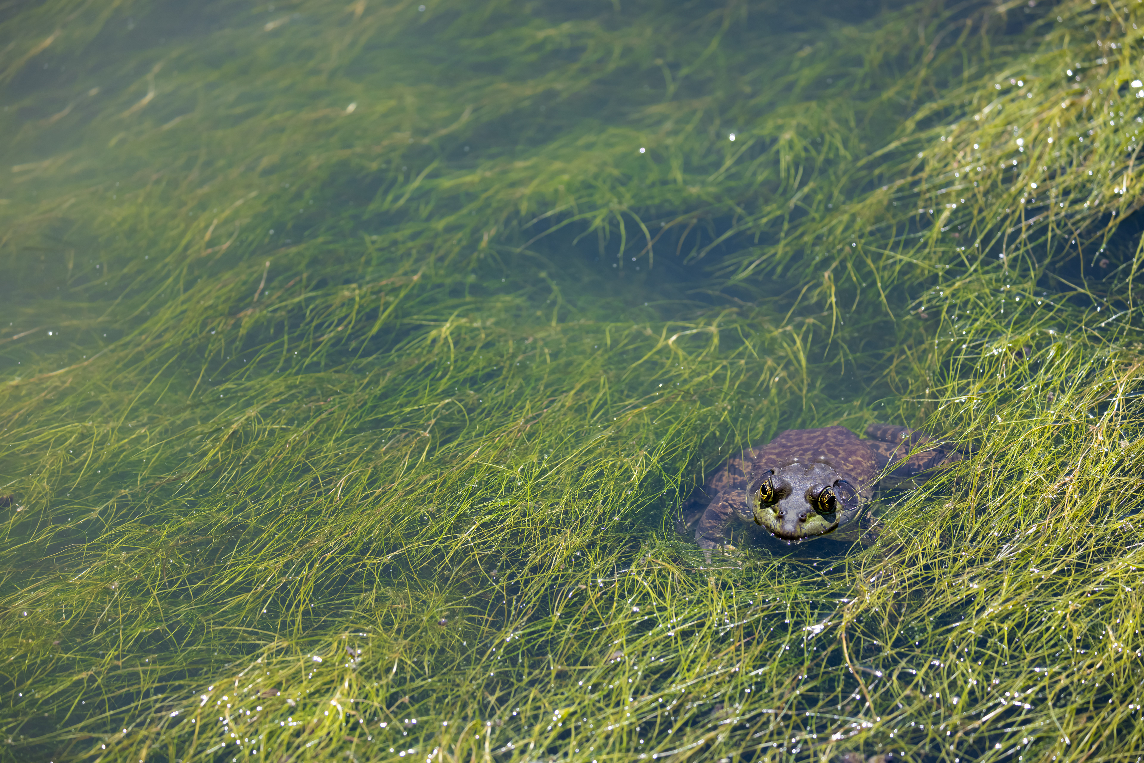 Green Scene - Fallon, NV