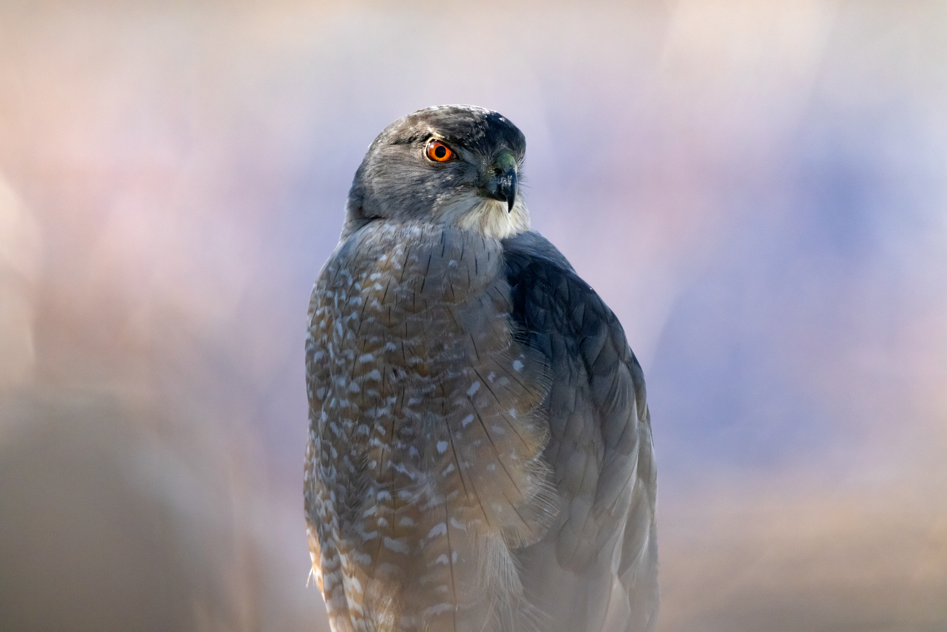 Cooper's Hawk